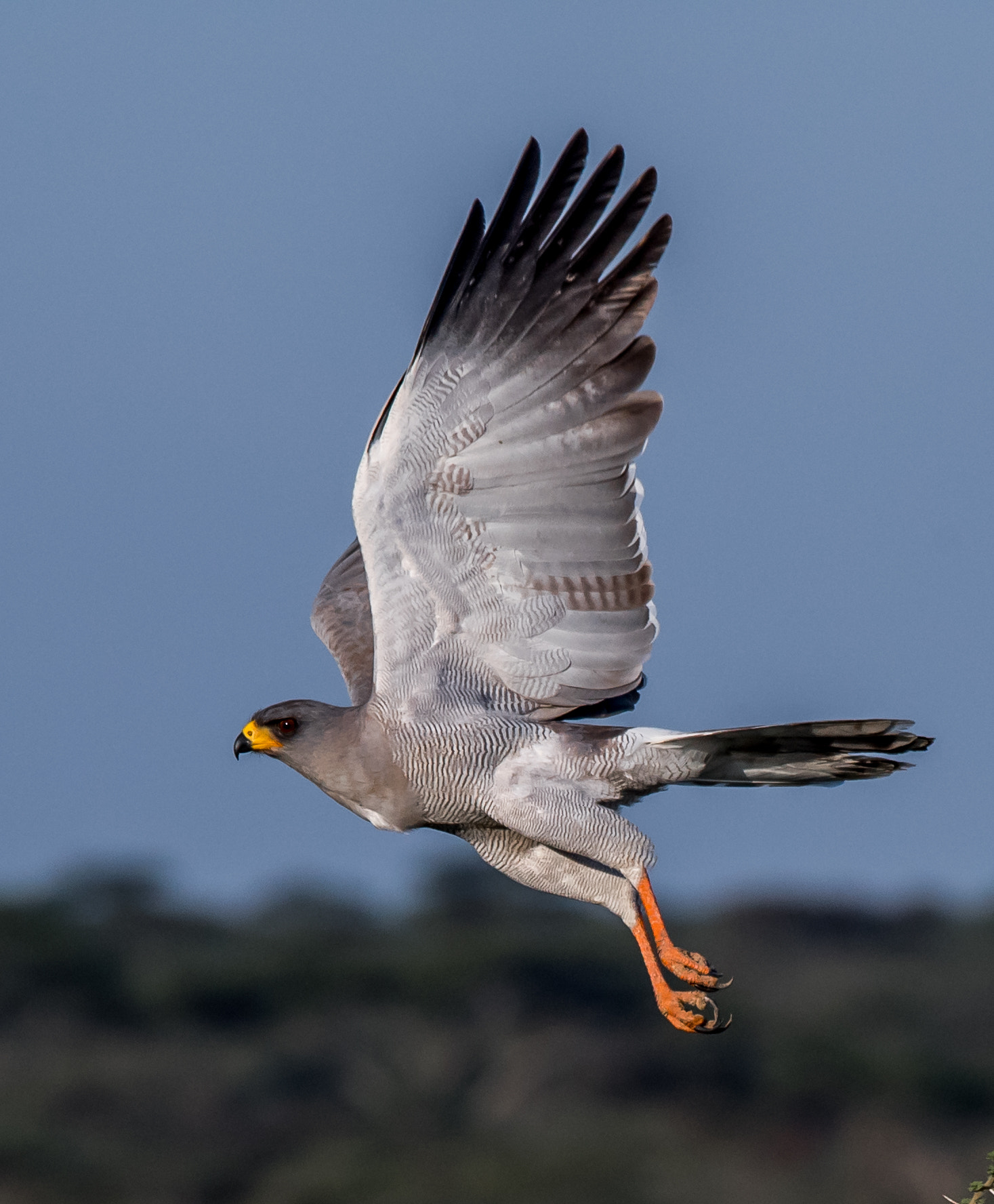 Nikon D5 + Nikon AF-S Nikkor 200-500mm F5.6E ED VR sample photo. Goshawk photography