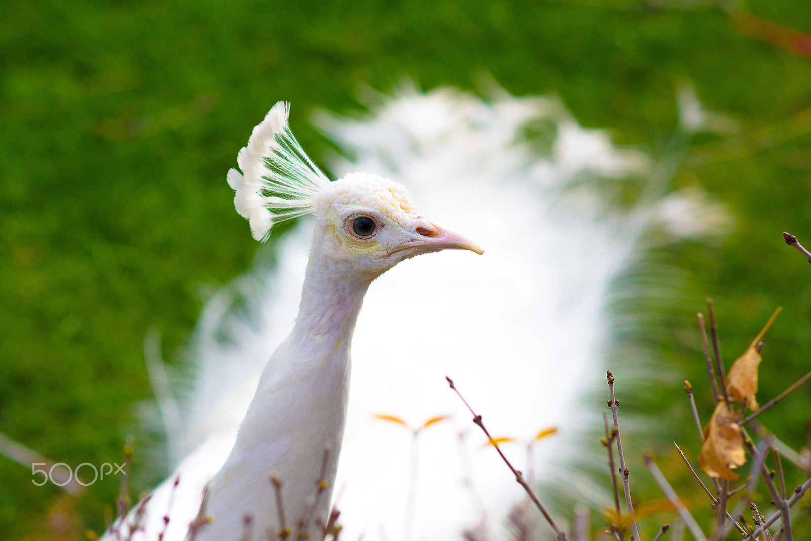 Nikon D7200 + Nikon AF-S Nikkor 85mm F1.8G sample photo. White peafowl photography