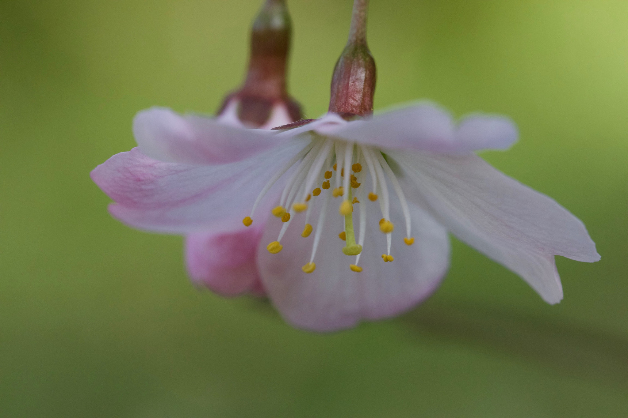 Canon EF 100mm F2.8L Macro IS USM sample photo. Wild blossom photography