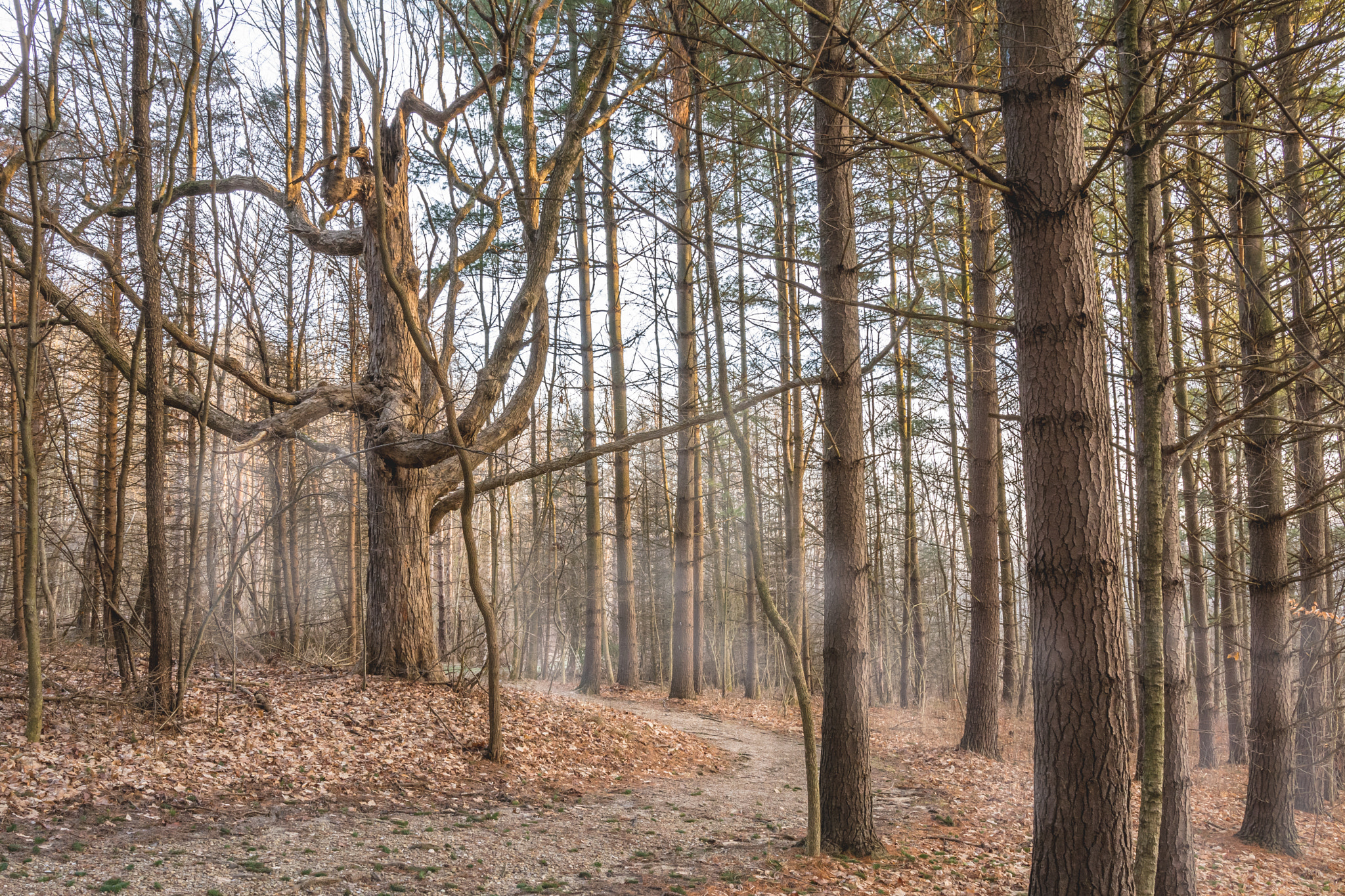Nikon D7100 sample photo. Morning fog & tree photography
