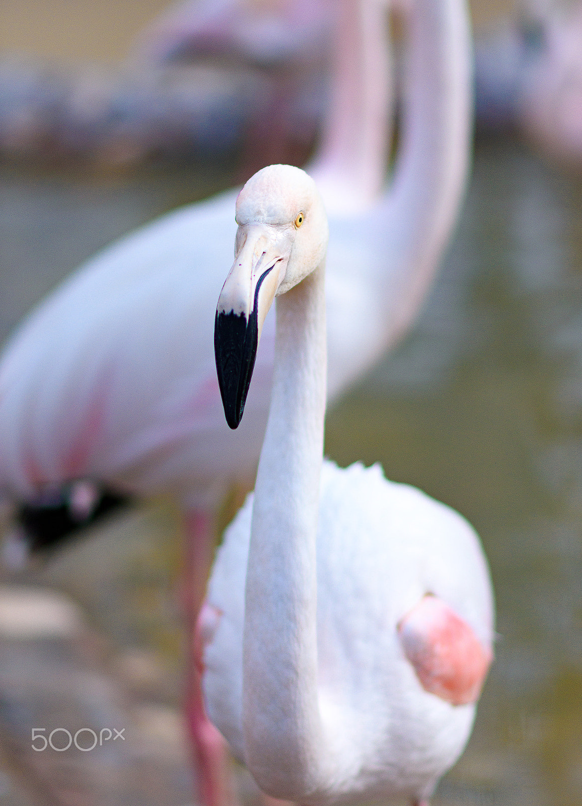 Nikon D7200 + Nikon AF-S Nikkor 85mm F1.8G sample photo. Flamingo photography