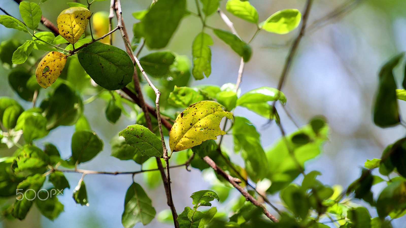 Sony FE 70-200mm F4 G OSS sample photo. On a higher plane photography