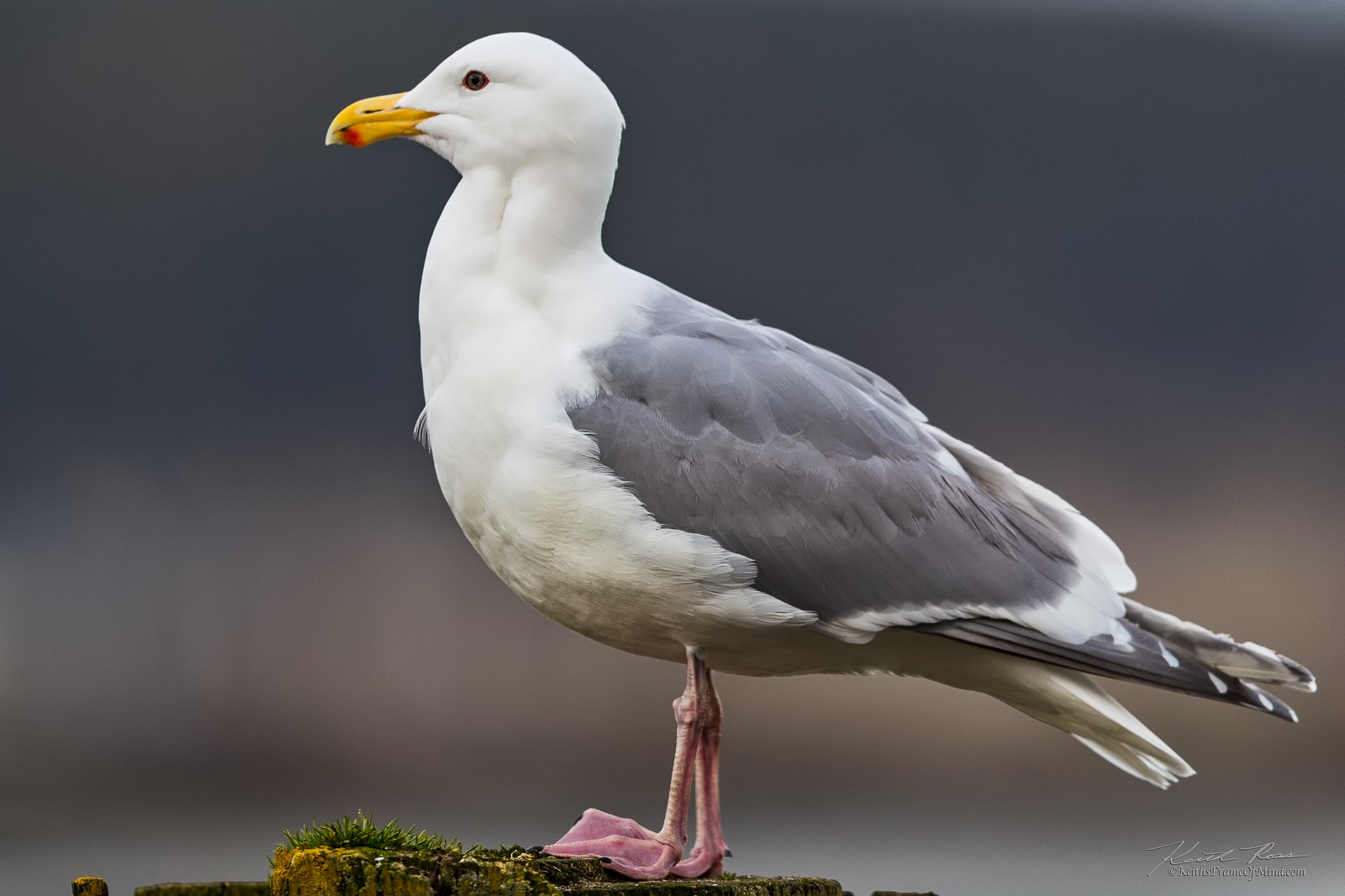 Canon EOS-1D X Mark II + Canon EF 600mm F4L IS II USM sample photo. Glaucous-winged gull photography