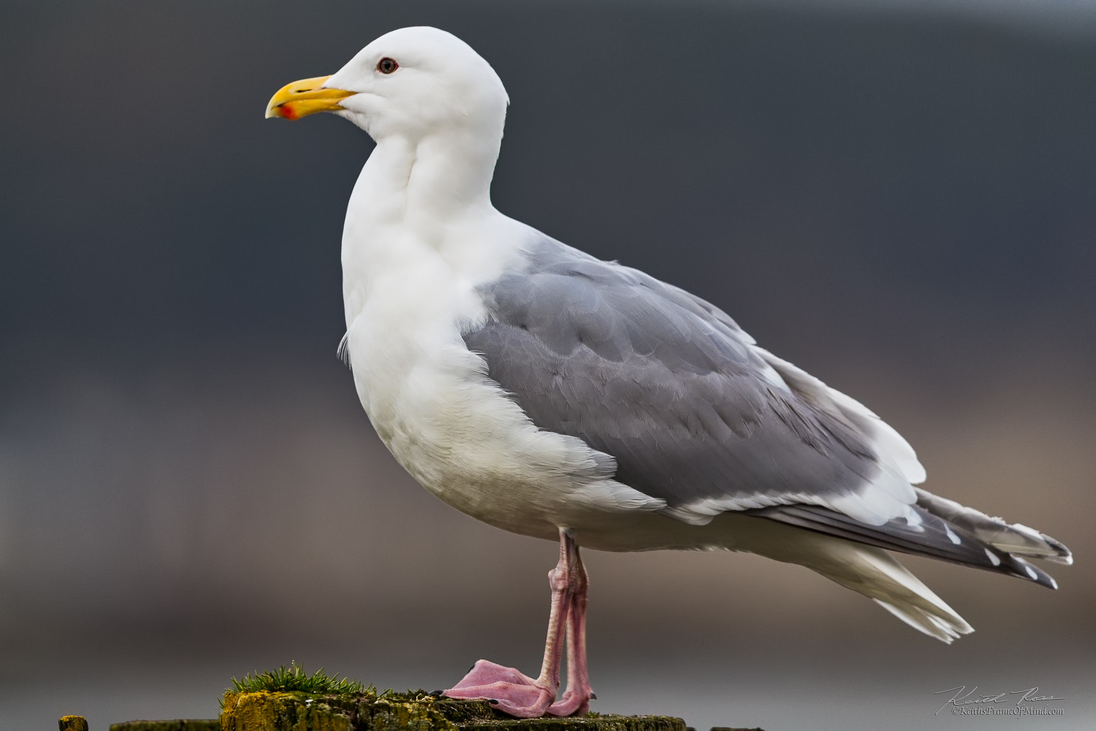 Canon EOS-1D X Mark II sample photo. Glaucous-winged gull photography