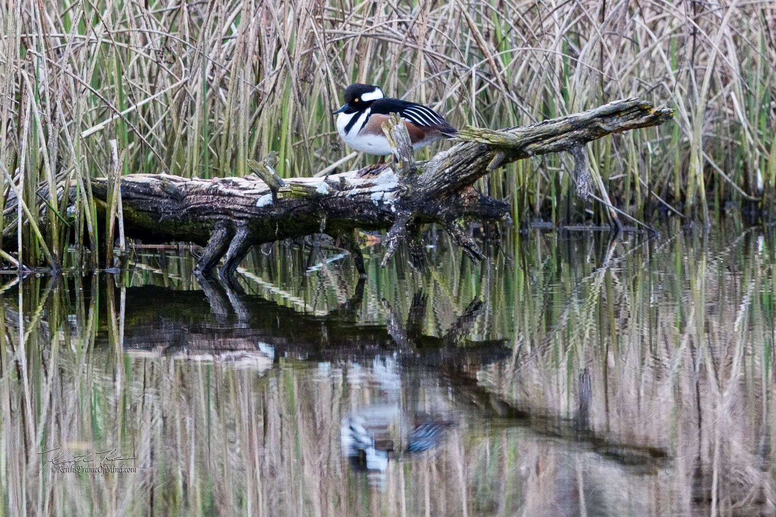 Canon EOS-1D X Mark II + Canon EF 600mm F4L IS II USM sample photo. Hooded merganser in marsh photography