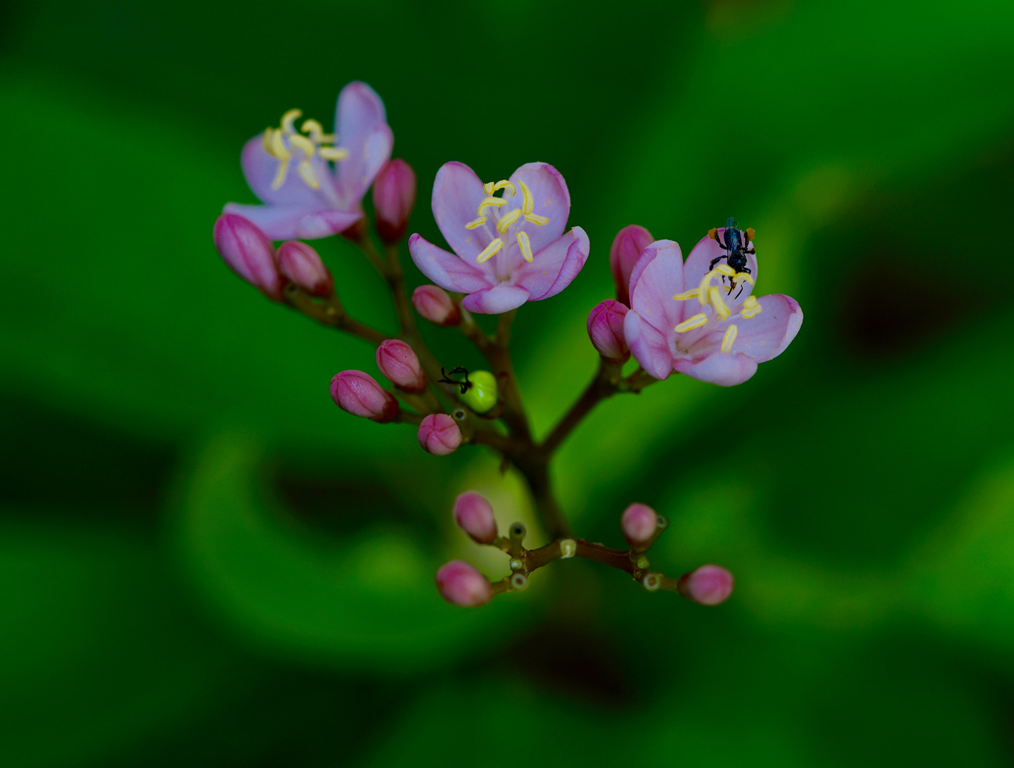 Sony a7R II + Sony FE 90mm F2.8 Macro G OSS sample photo. Light photography