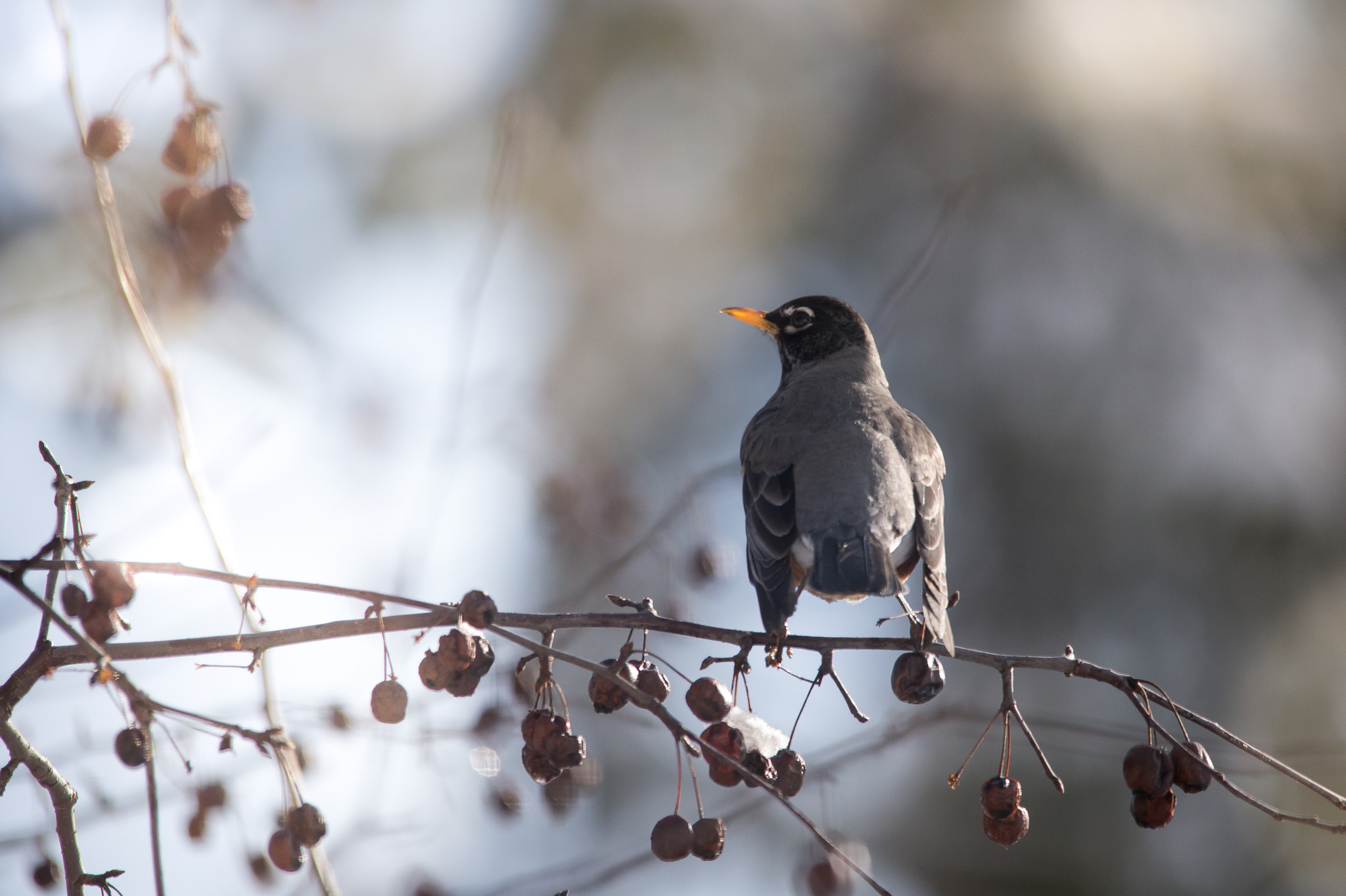 Canon EOS 6D sample photo. My first robin...spring is here photography