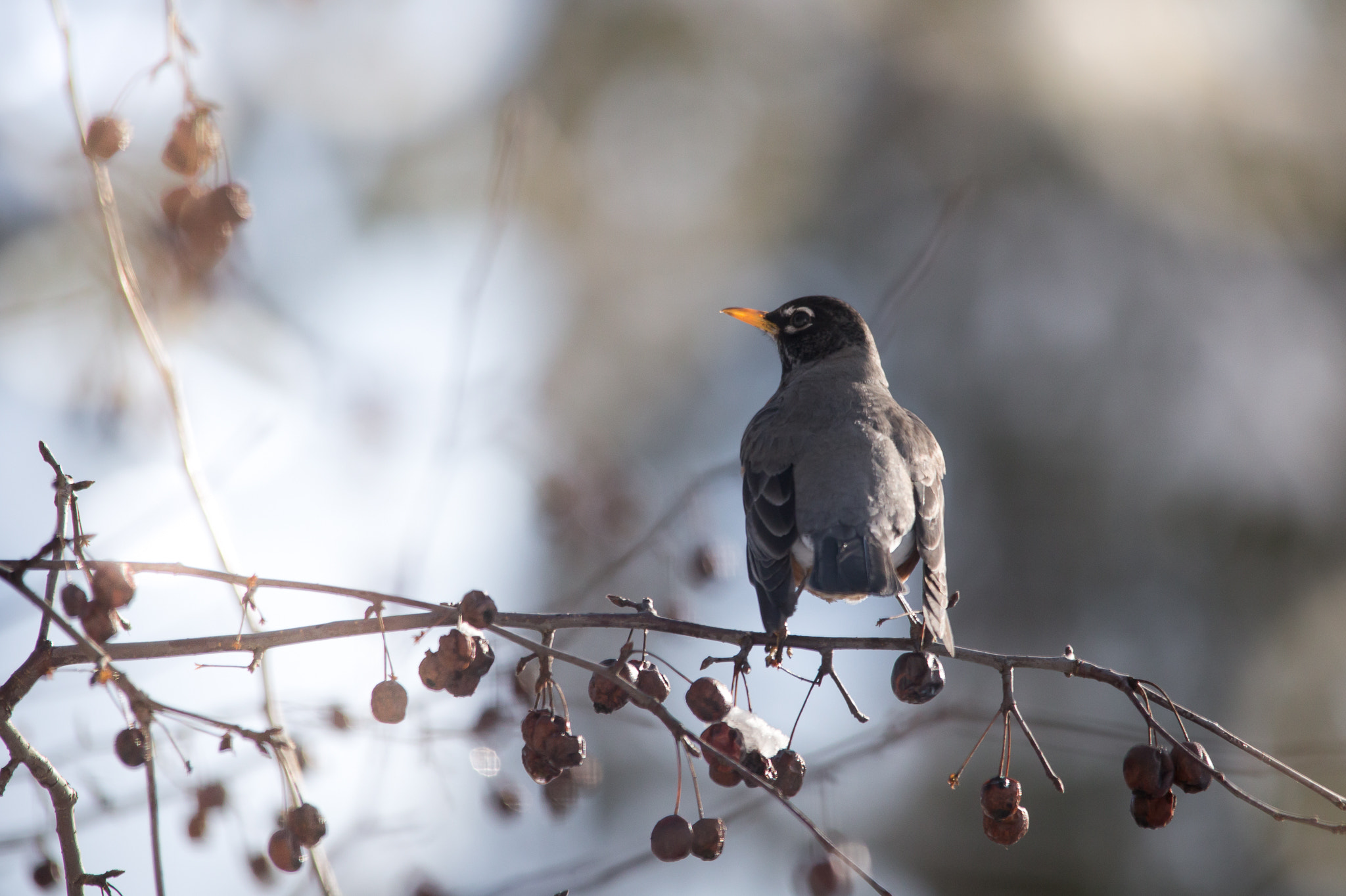 Canon EOS 6D + Sigma 150-500mm F5-6.3 DG OS HSM sample photo. My first robin...spring is here photography