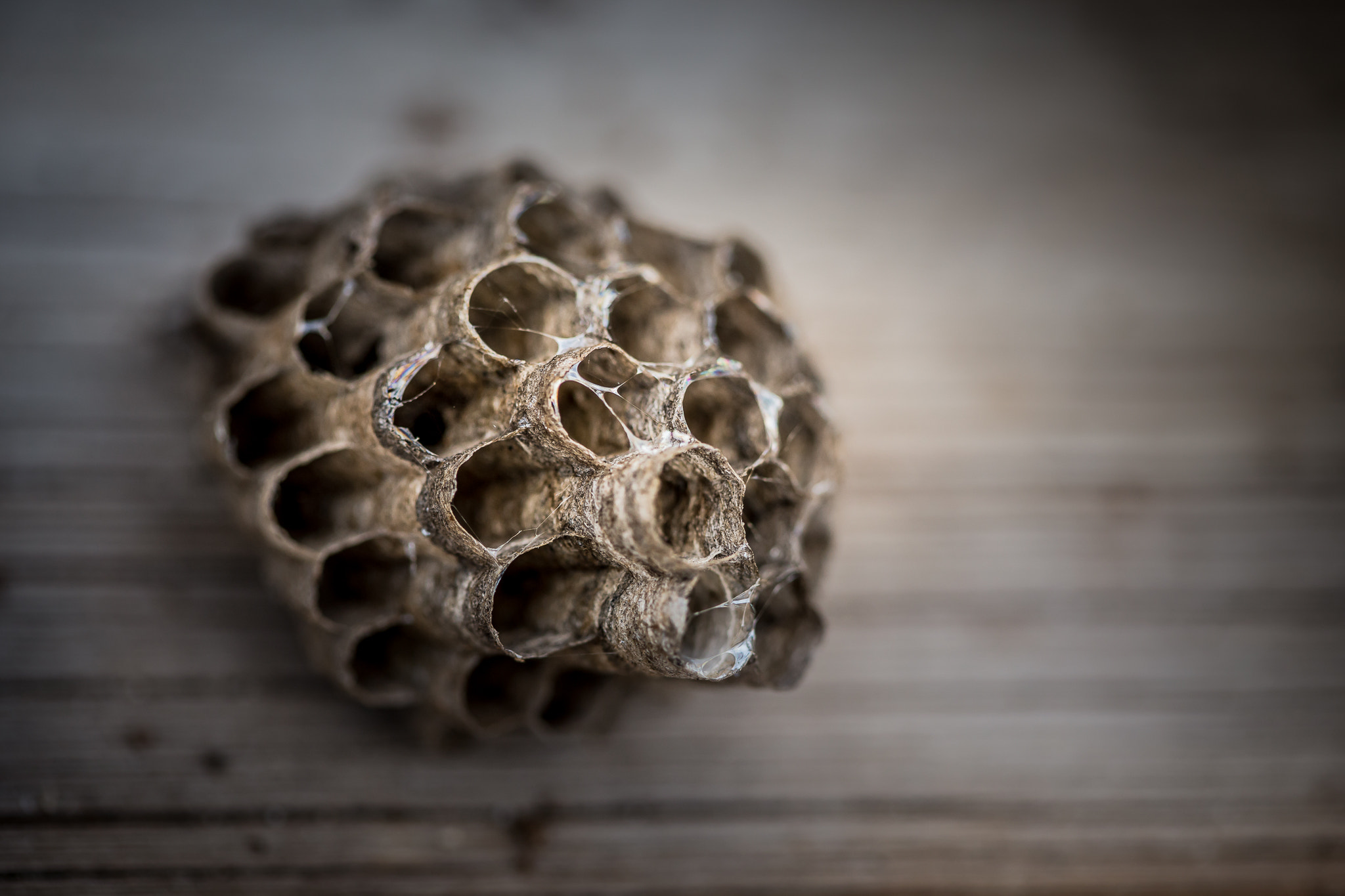 Canon EOS 6D sample photo. Empty wasp nest photography