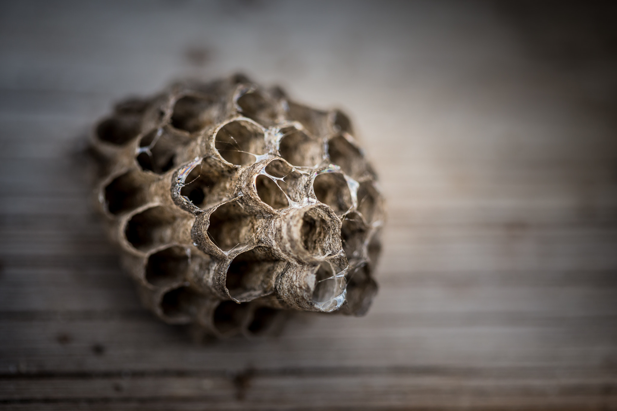 Canon EF 100mm F2.8 Macro USM sample photo. Empty wasp nest photography