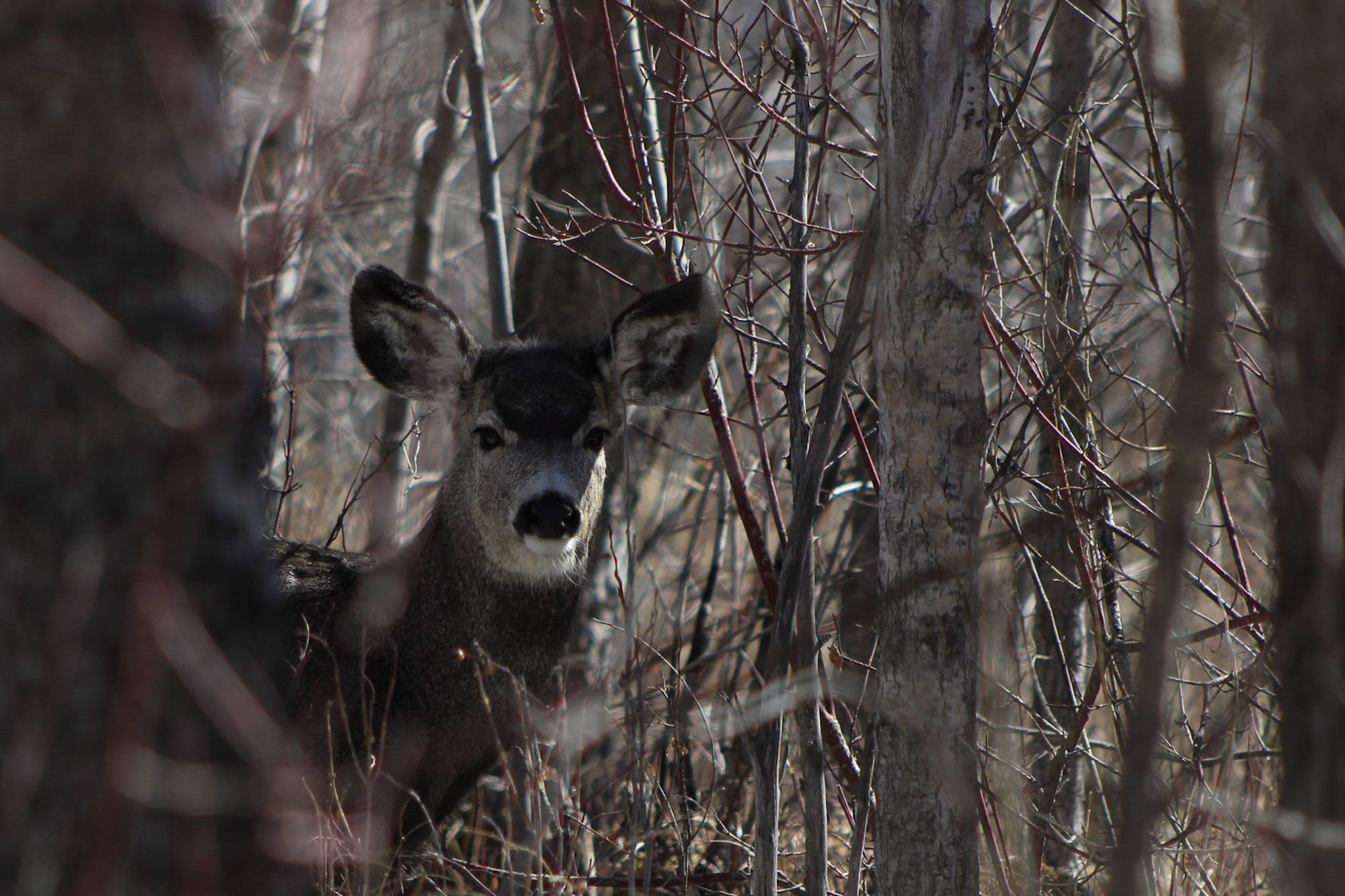 Canon EF 75-300mm f/4-5.6 USM sample photo. Deer in the trees photography