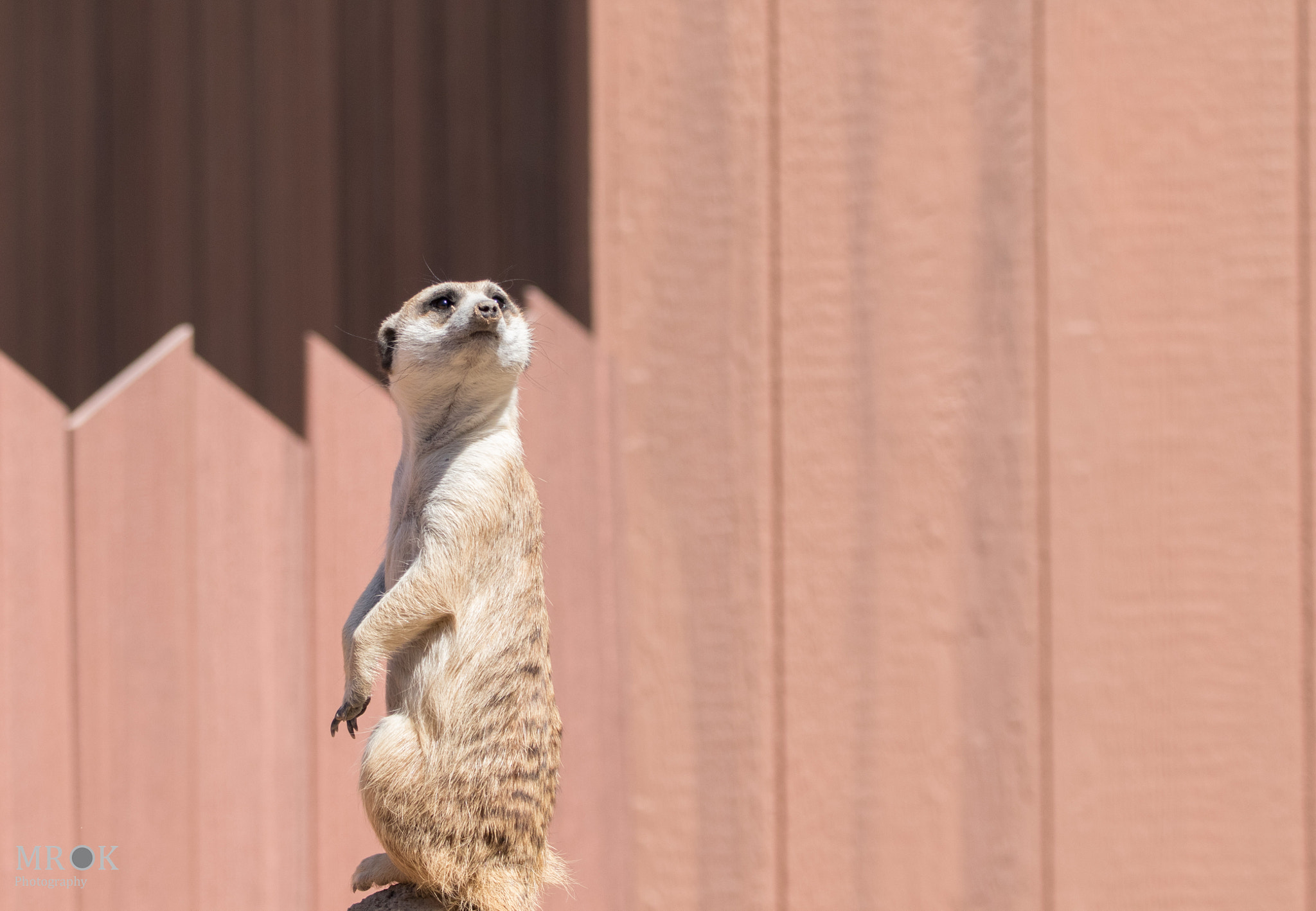 150-600mm F5-6.3 DG OS HSM | Contemporary 015 sample photo. Caption this photography