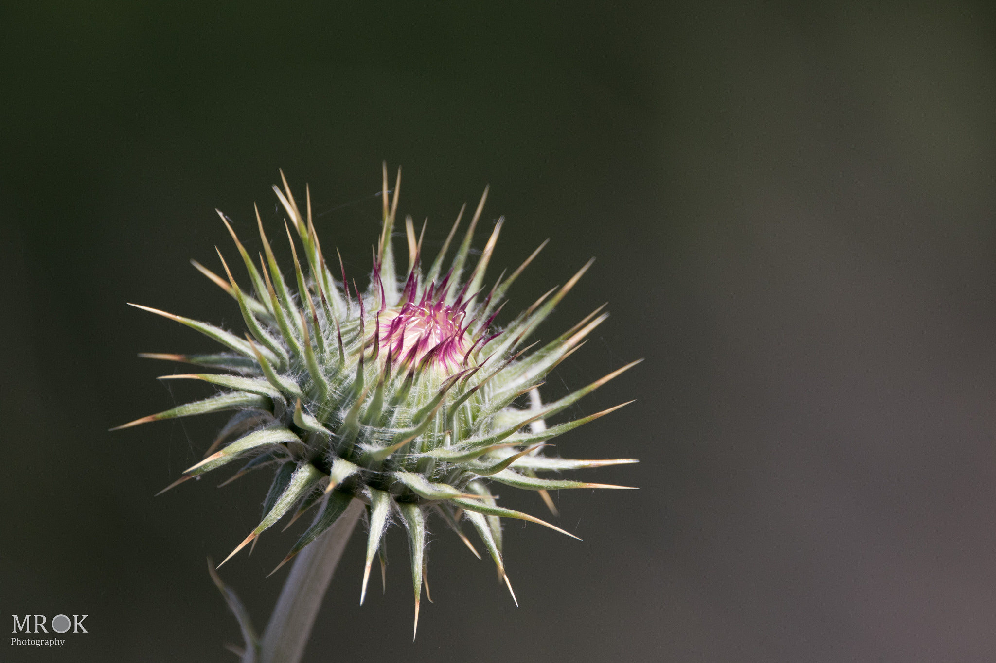 150-600mm F5-6.3 DG OS HSM | Contemporary 015 sample photo. Desertplnt photography