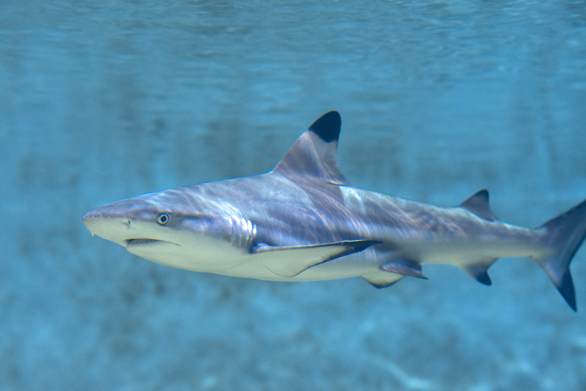 Nikon D7200 sample photo. Shark photography