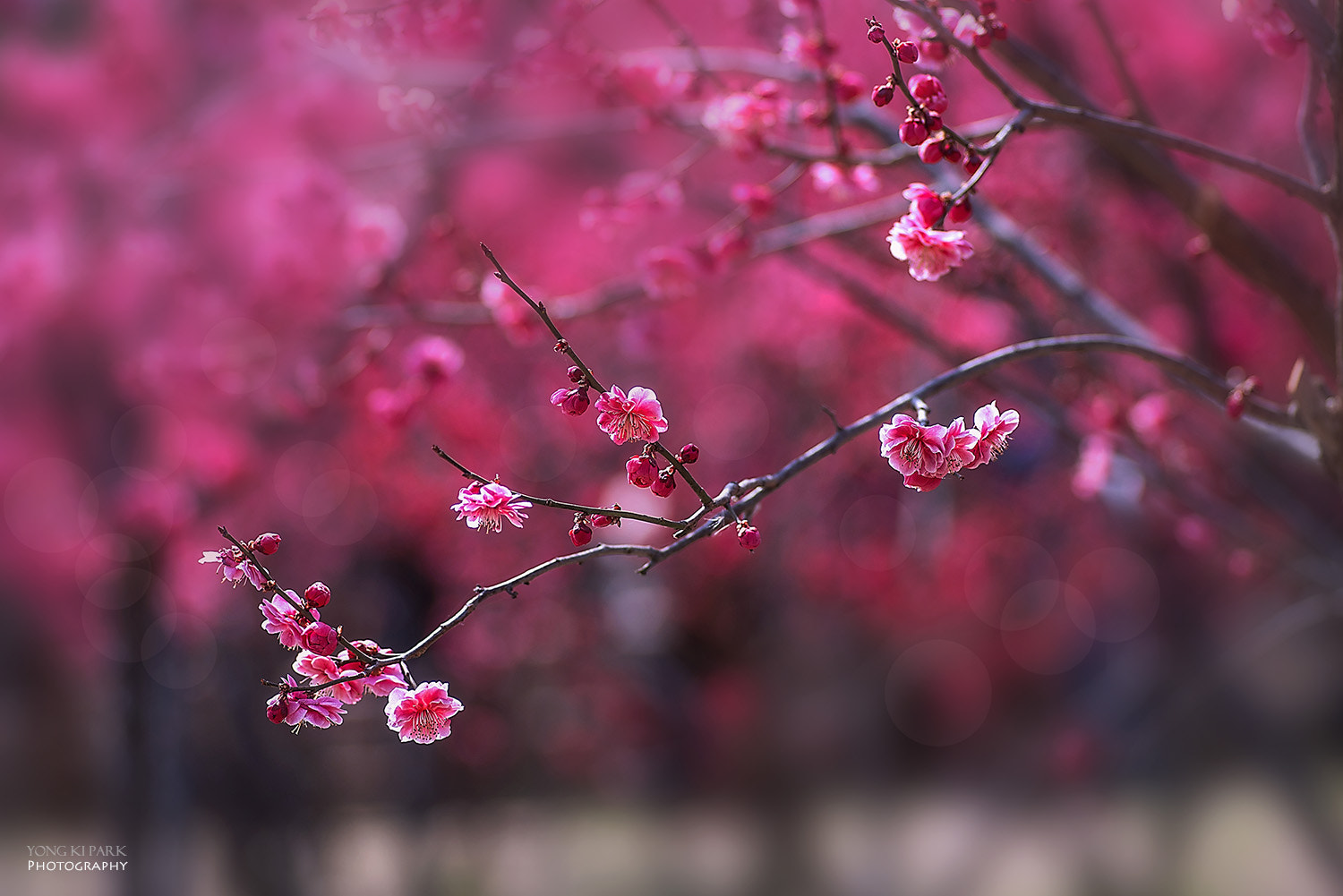 Pentax smc D-FA 100mm F2.8 Macro WR sample photo. Into the spring-9 photography