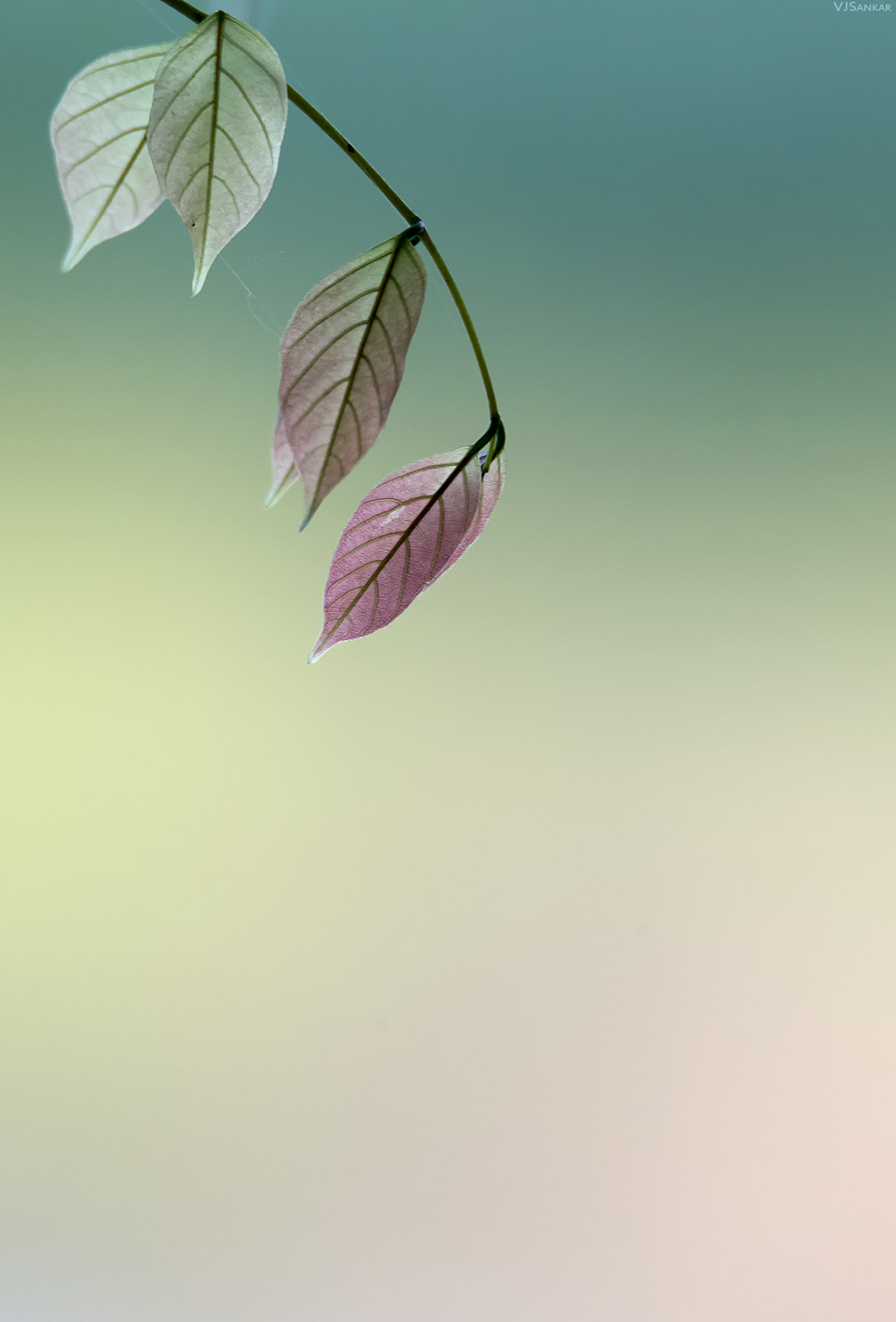 Tamron SP 150-600mm F5-6.3 Di VC USD sample photo. ..new leaves.. photography