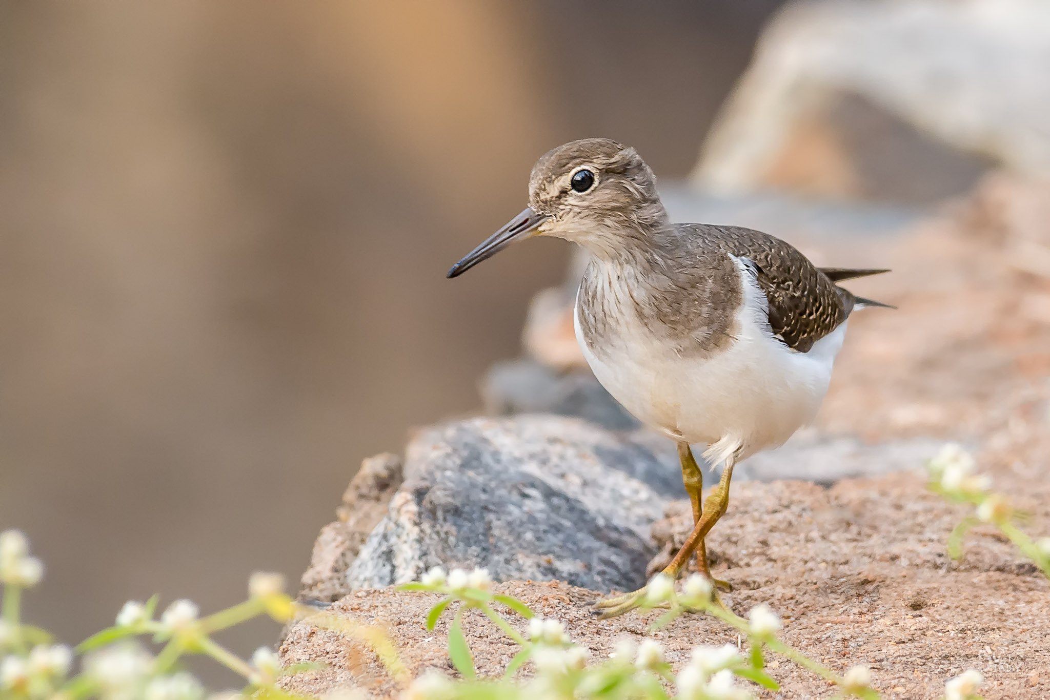 Nikon AF-S Nikkor 200-500mm F5.6E ED VR sample photo. Sandpiper photography