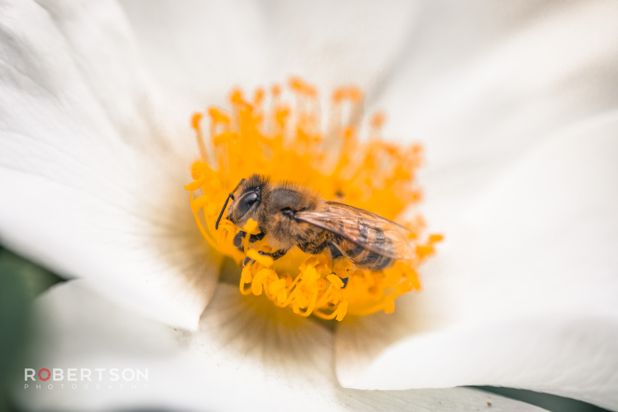 Canon EF 50mm F1.8 II sample photo. Bee working photography
