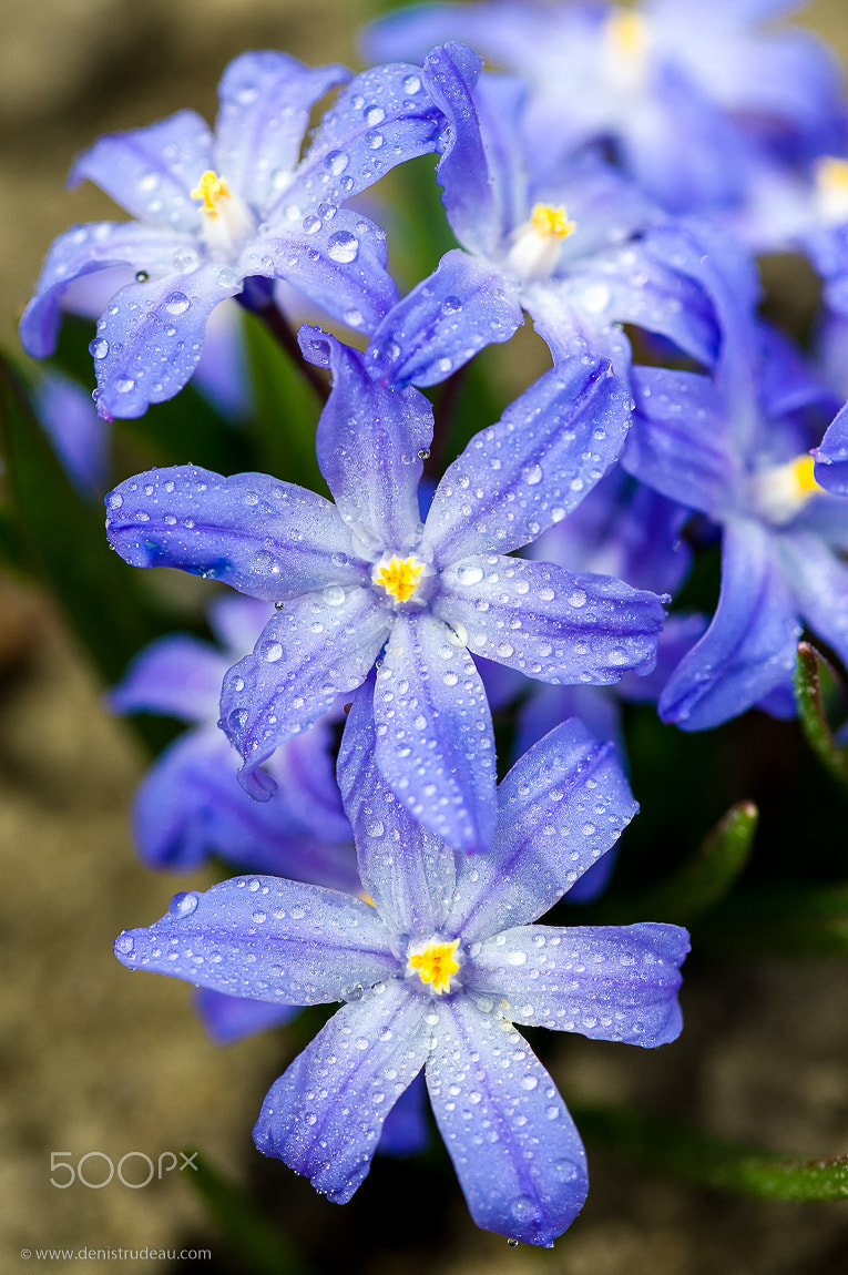 Nikon AF-S Micro-Nikkor 105mm F2.8G IF-ED VR sample photo. Spring flowers photography