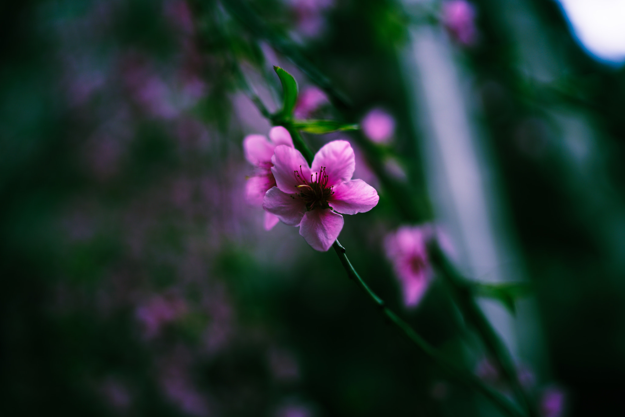 Sony a7R II sample photo. Spring flower 19 photography