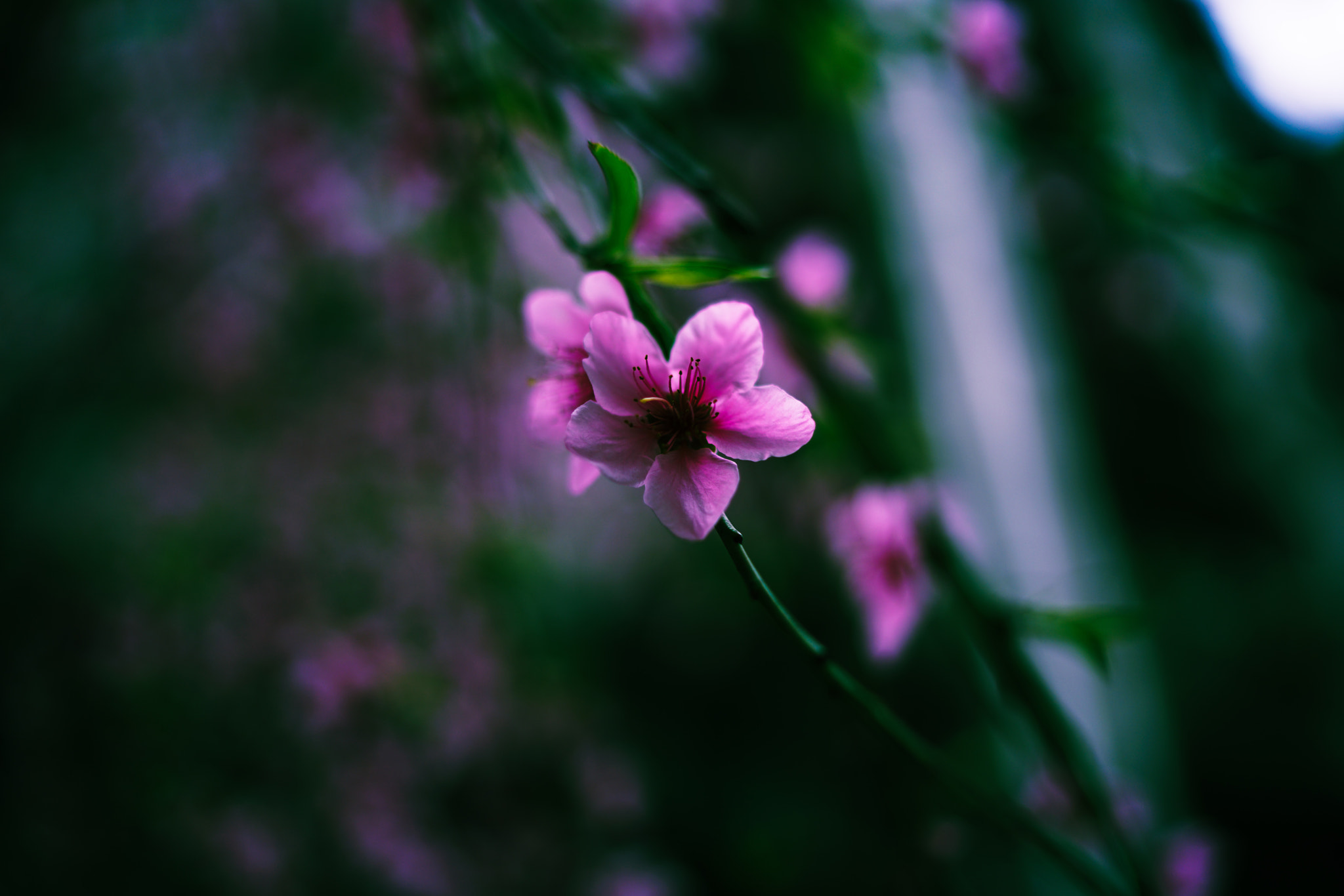 Sony a7R II + Sony Distagon T* FE 35mm F1.4 ZA sample photo. Spring flower 19 photography