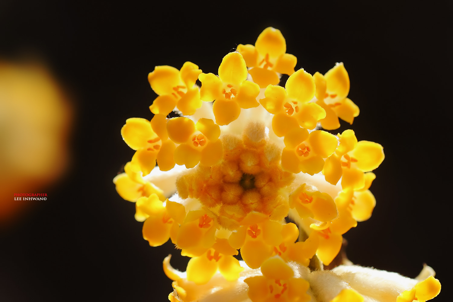 Canon EF 100mm F2.8L Macro IS USM sample photo. Just feel the nature - edgeworthia papyrifera photography
