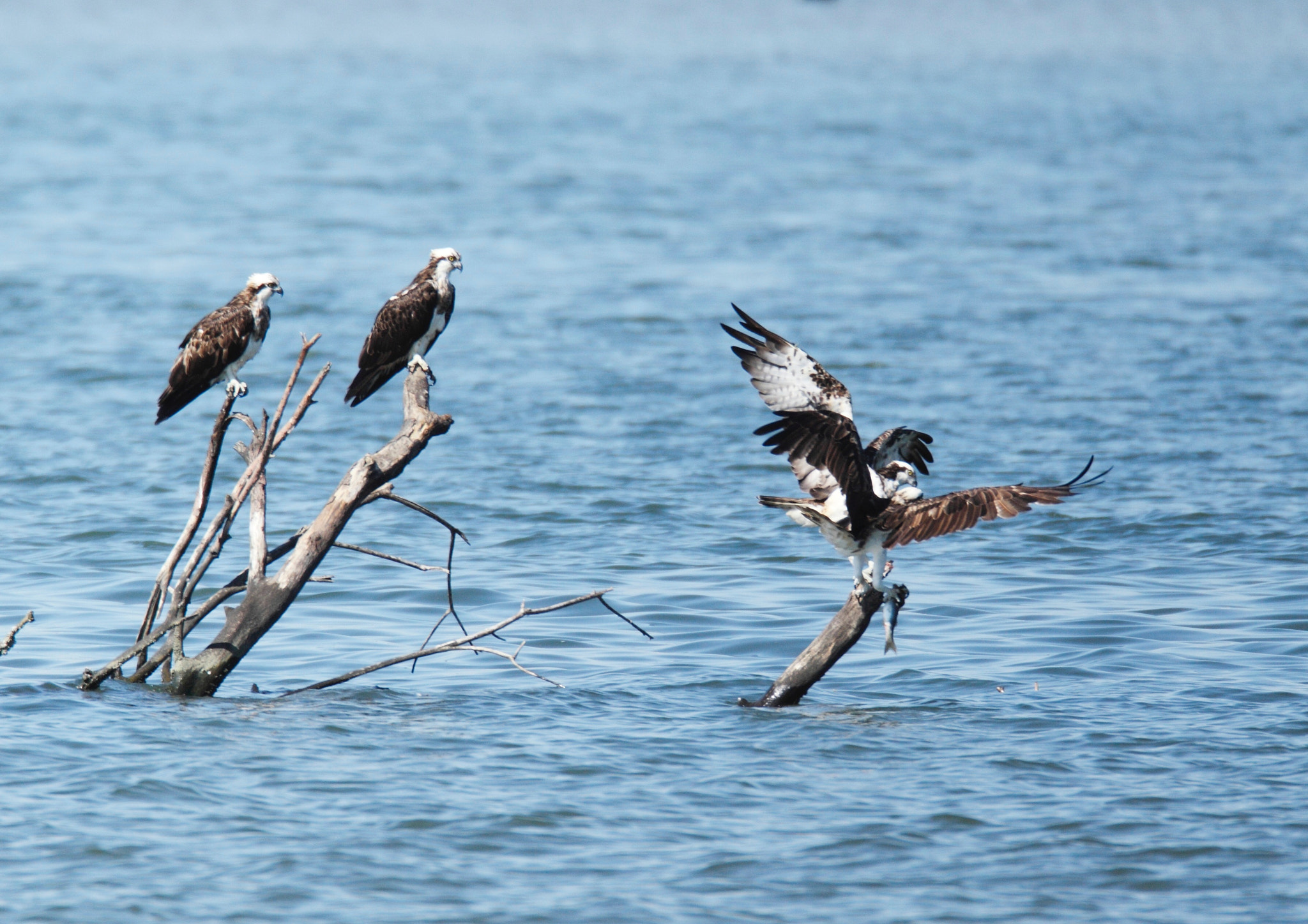 Canon EF 800mm F5.6L IS USM sample photo. ミサゴ ospreys  photography