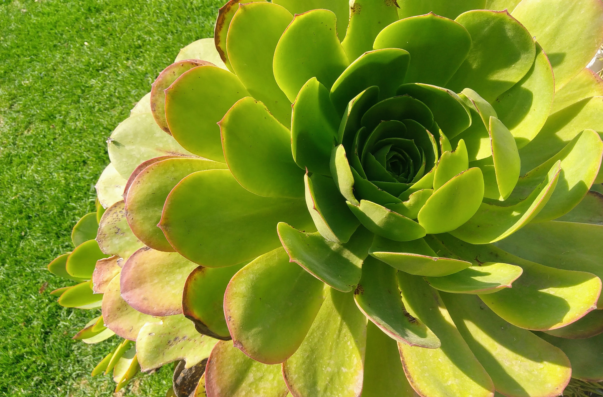 LG K530F sample photo. A big aeonium photography