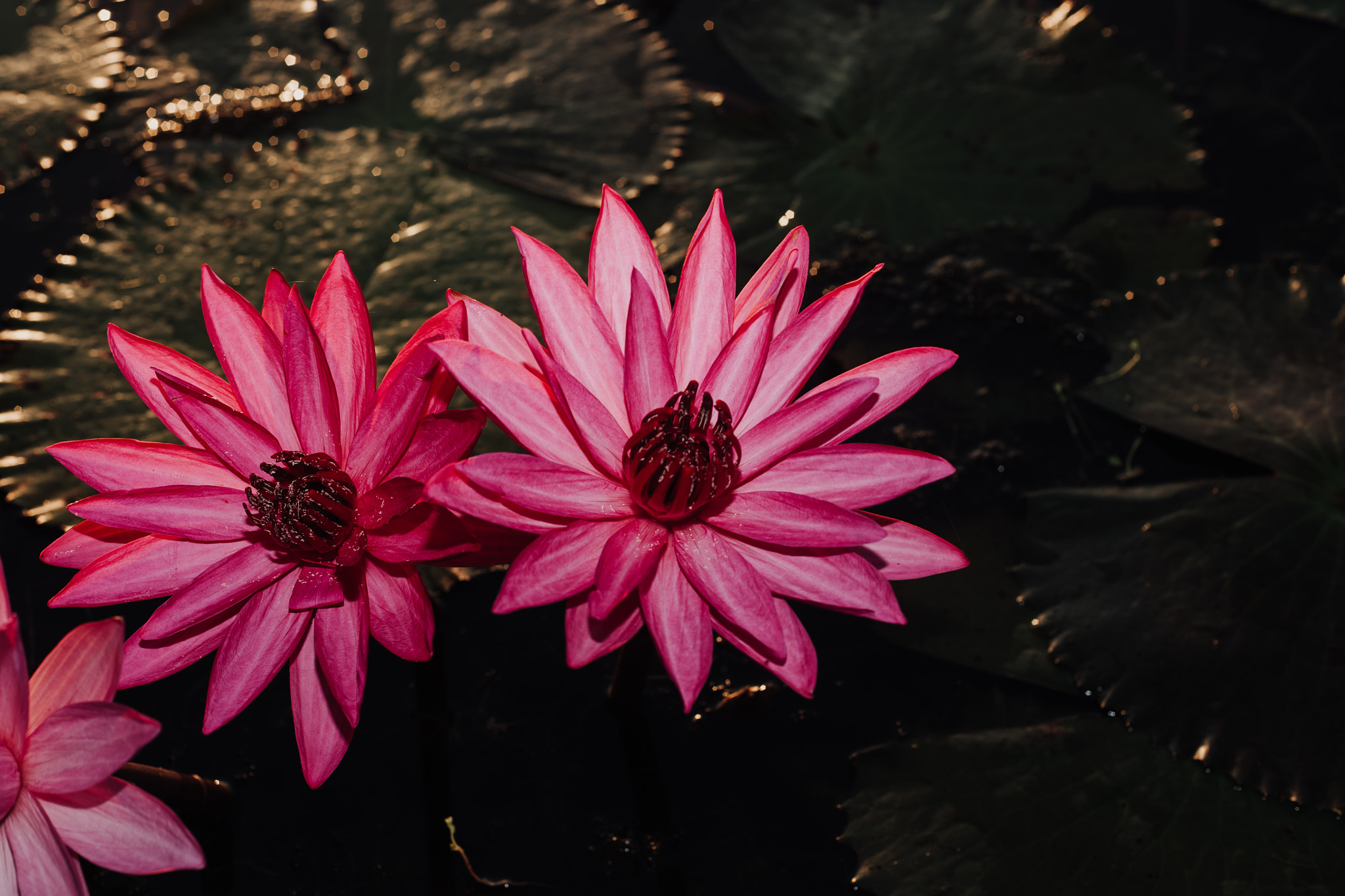 Canon EOS 5D sample photo. Lotus photography