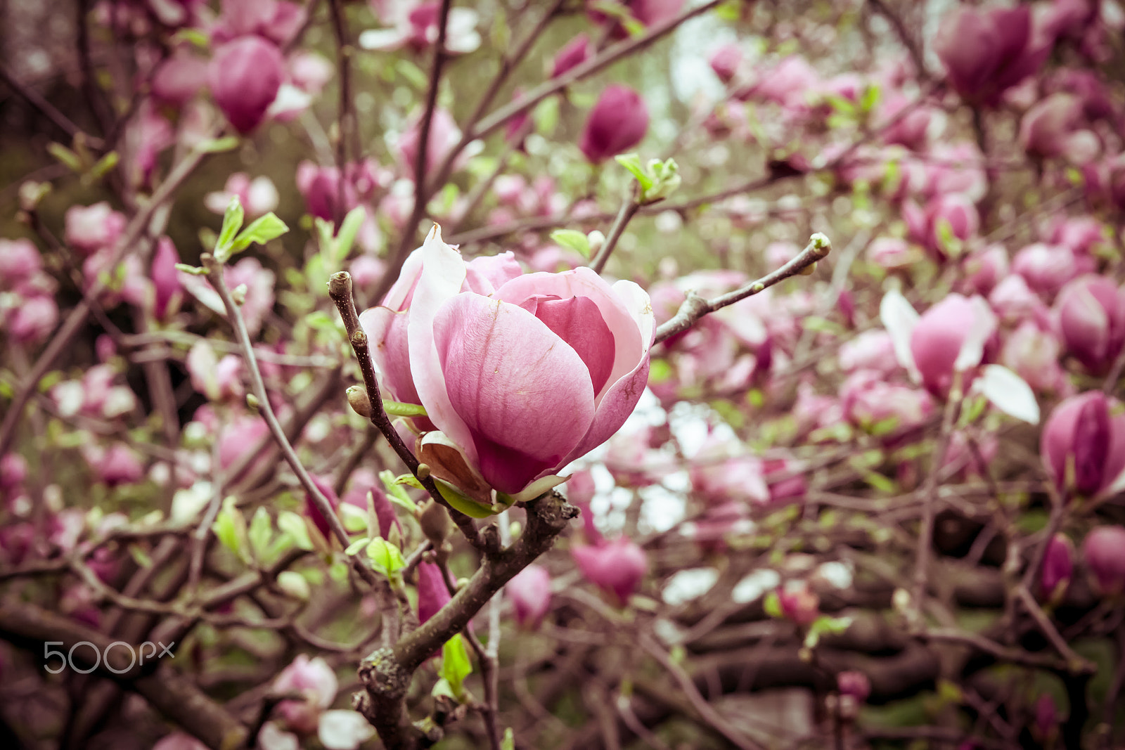 Sigma 24-70mm F2.8 EX DG Macro sample photo. Magnolia tree blossom photography