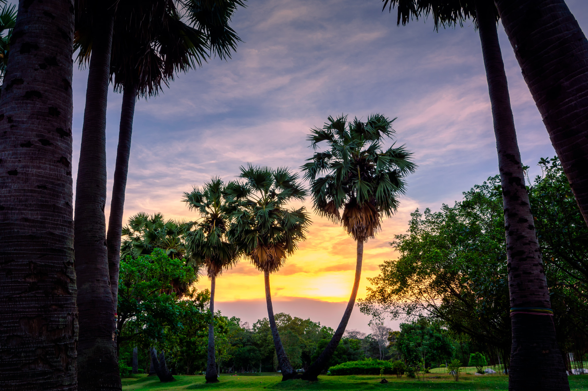 Tokina AT-X 11-20 F2.8 PRO DX (AF 11-20mm f/2.8) sample photo. Beautiful views of the palm at sunset. photography
