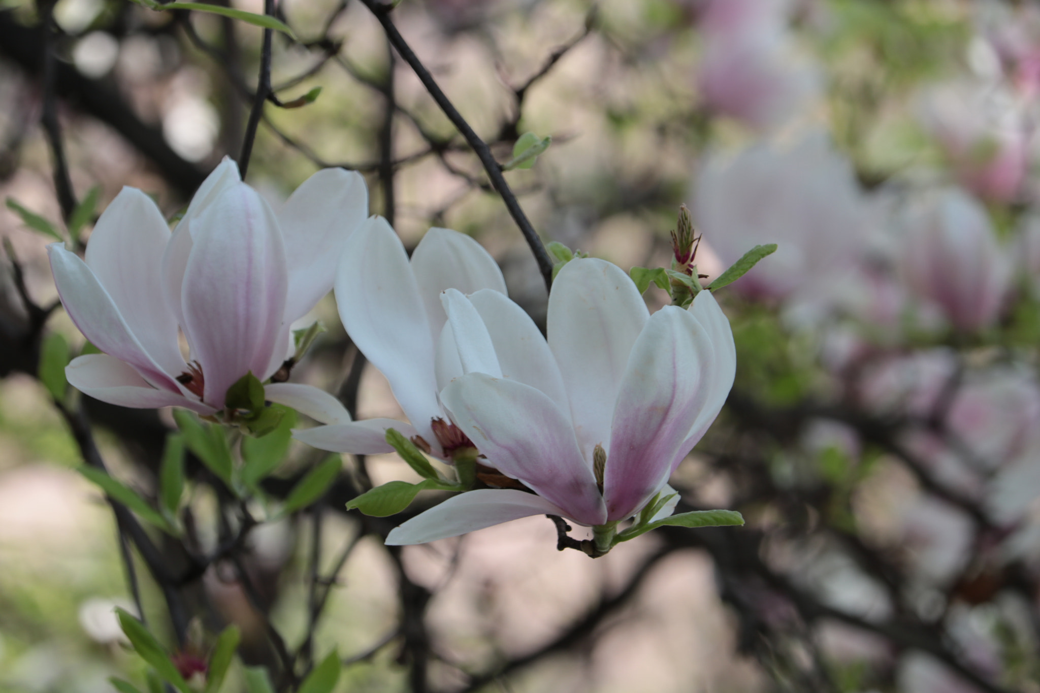 Canon EF-S 55-250mm F4-5.6 IS STM sample photo. Magnolia photography