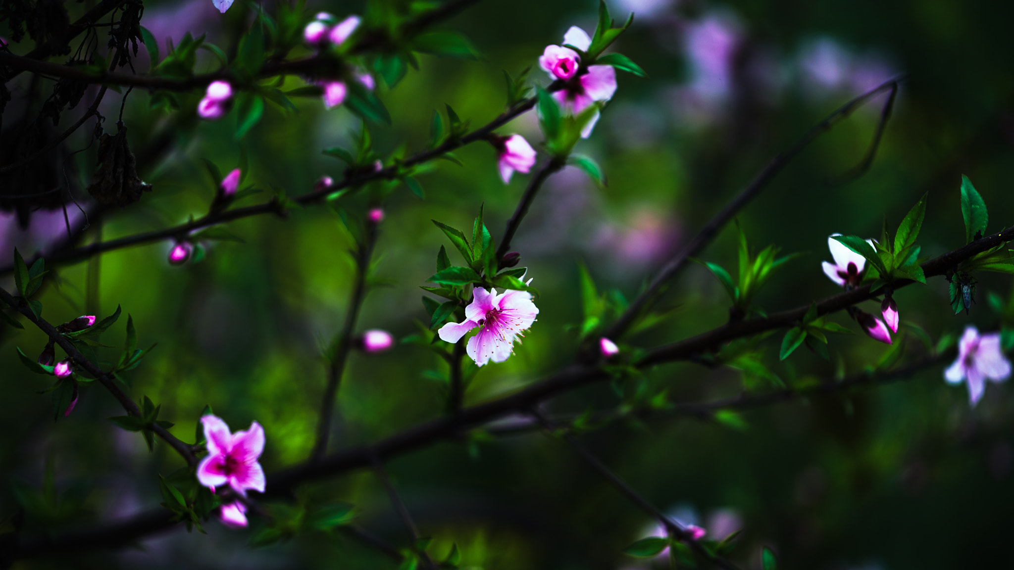 Sony a7R II + Sony FE 70-200mm F2.8 GM OSS sample photo. Spring flower 20 photography