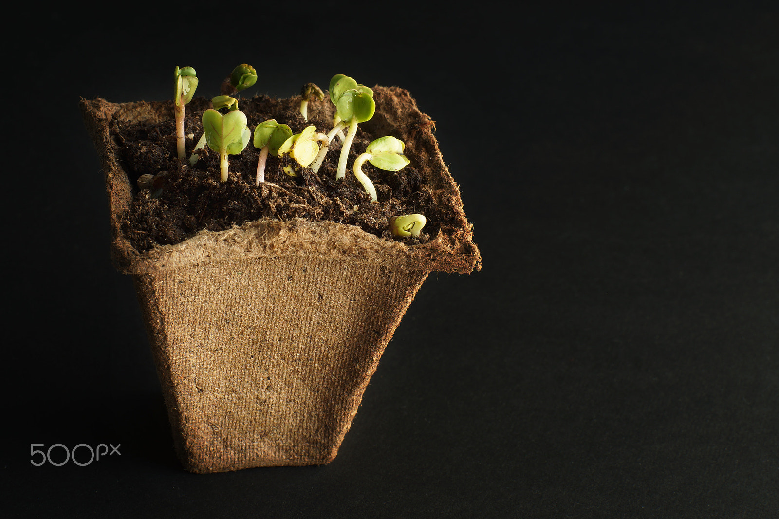 Sony SLT-A65 (SLT-A65V) + Minolta AF 50mm F1.4 [New] sample photo. Spring radish seedlings for your small garden. dark background. peat pot for seedlings with soil... photography