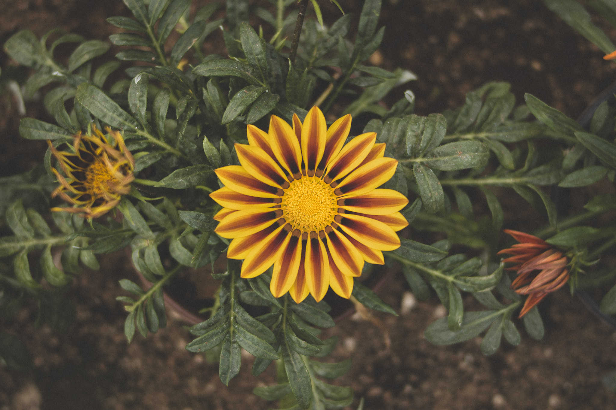 Nikon D5500 + Nikon AF-S DX Nikkor 35mm F1.8G sample photo. Amarillo photography