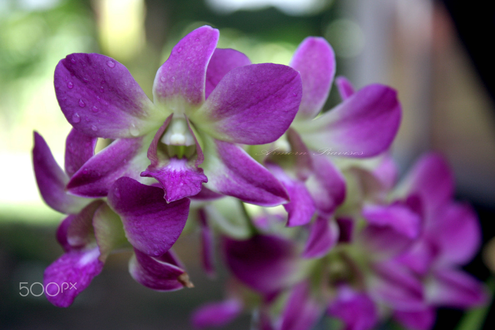 Canon EOS 40D sample photo. Orchid photography