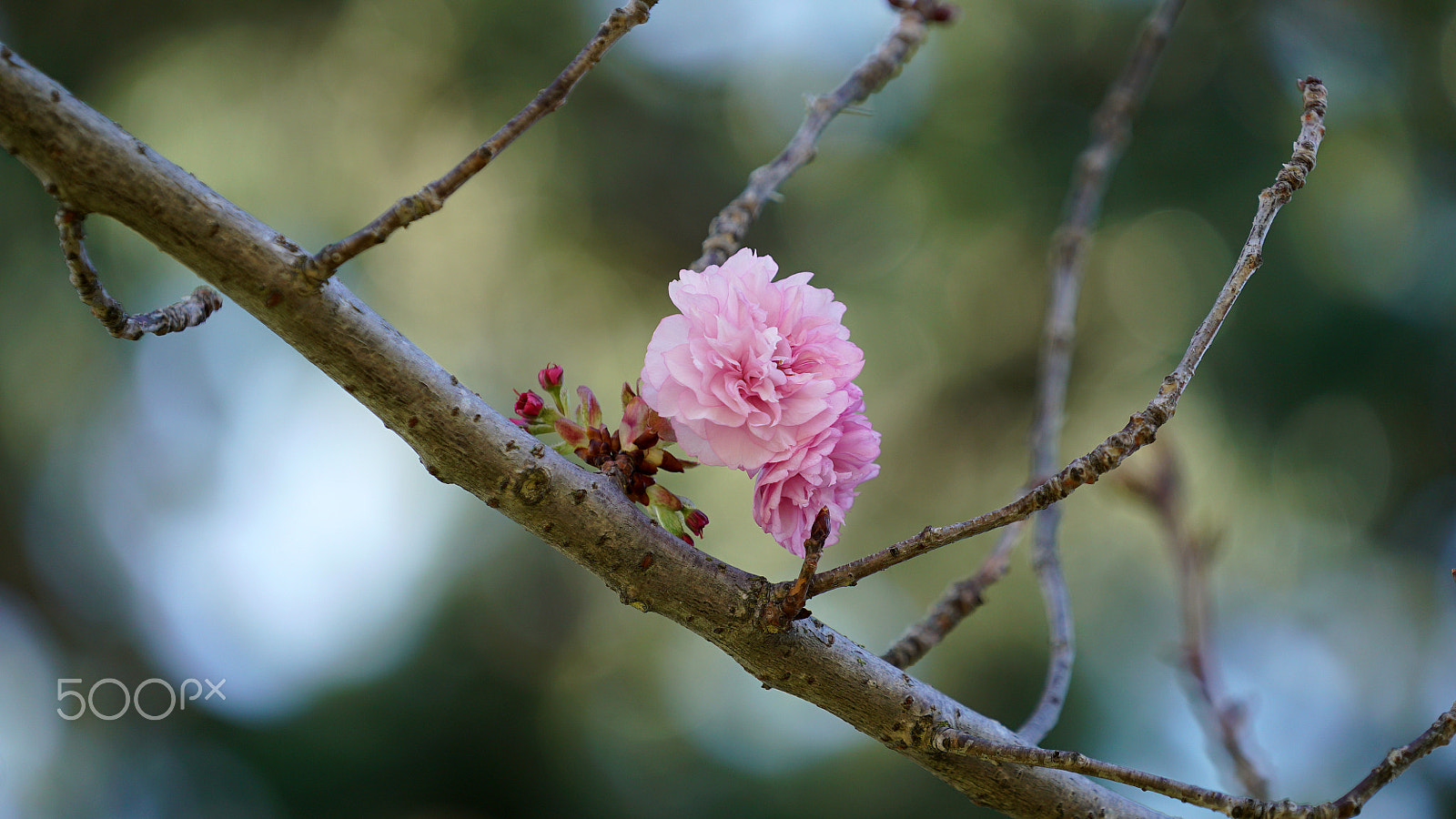 Sony a7S II + Sony FE 70-200mm F4 G OSS sample photo. Push photography