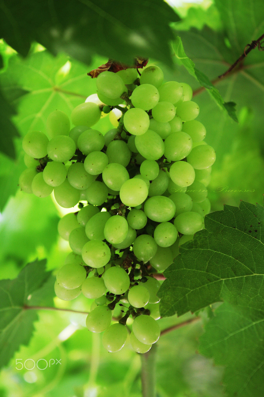 Canon EOS 40D sample photo. Time to harvest. photography