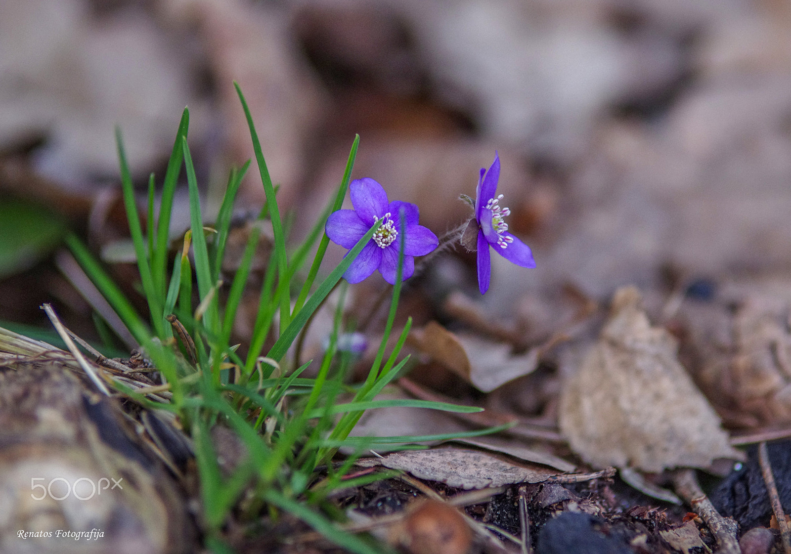 Pentax K-5 sample photo. Violet photography