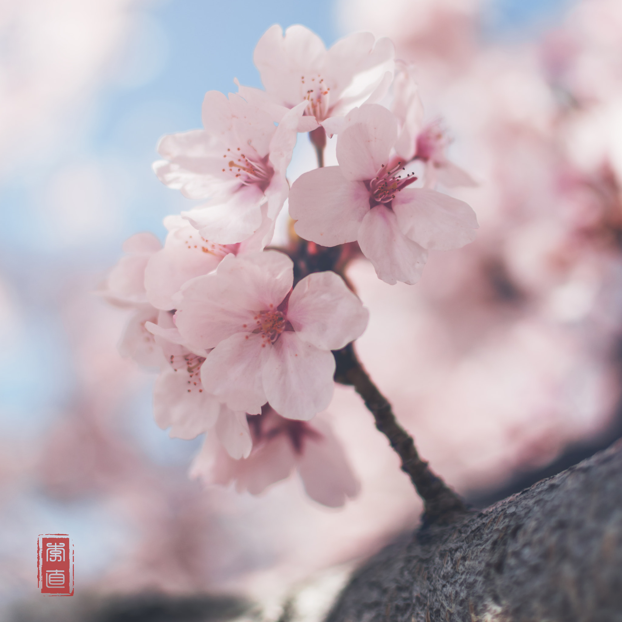 Nikon D5500 + Nikon AF-S DX Nikkor 35mm F1.8G sample photo. Cherry photography