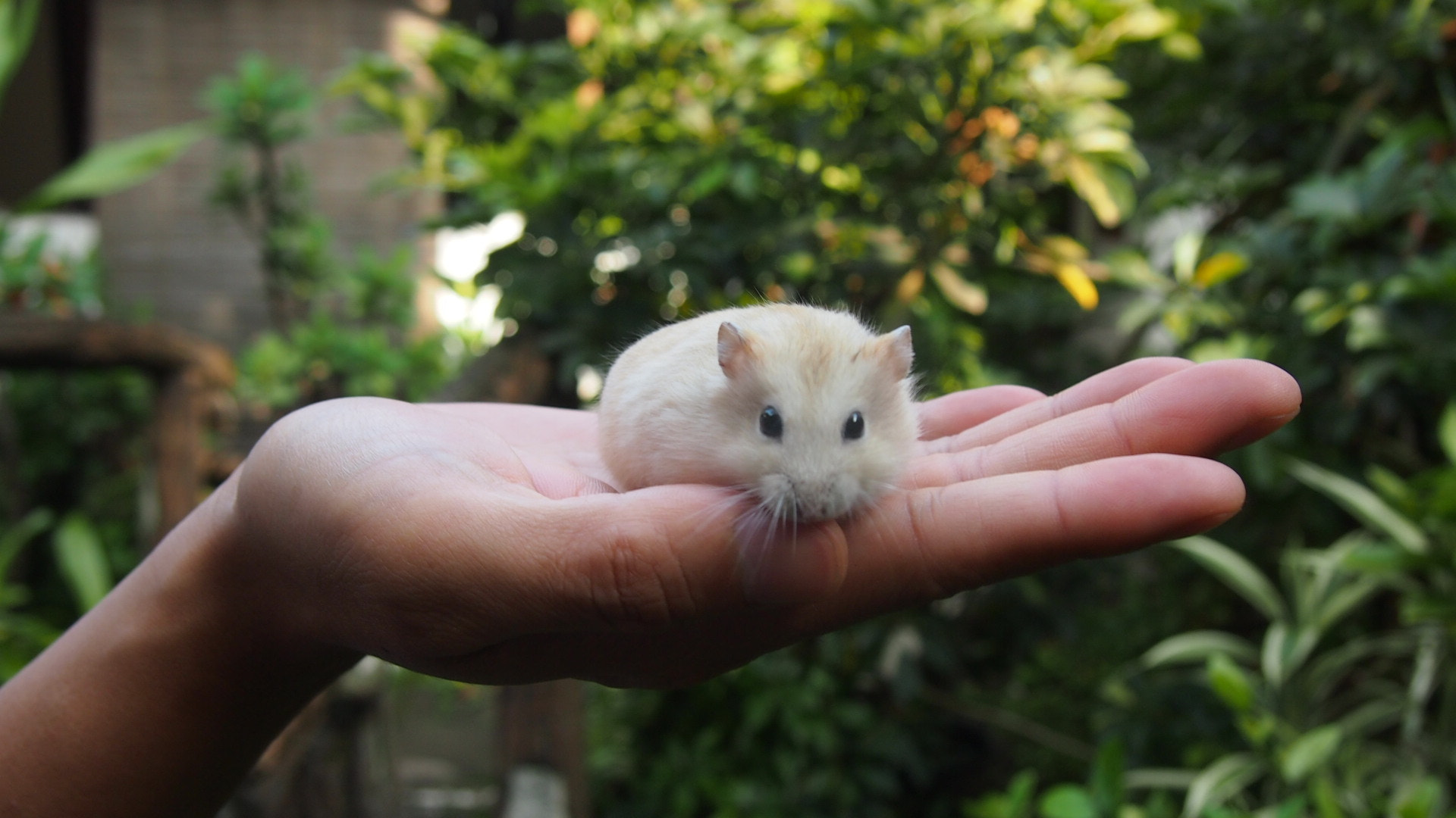 Olympus PEN E-PM1 sample photo. Curious hamster in hand photography