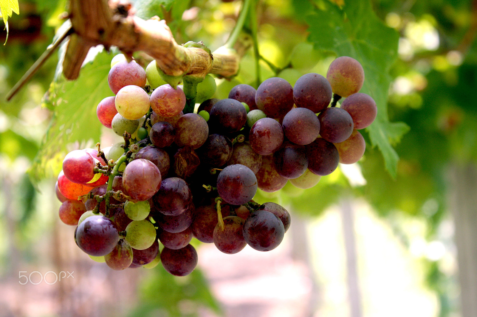 Canon EOS 40D sample photo. Grape garden. photography