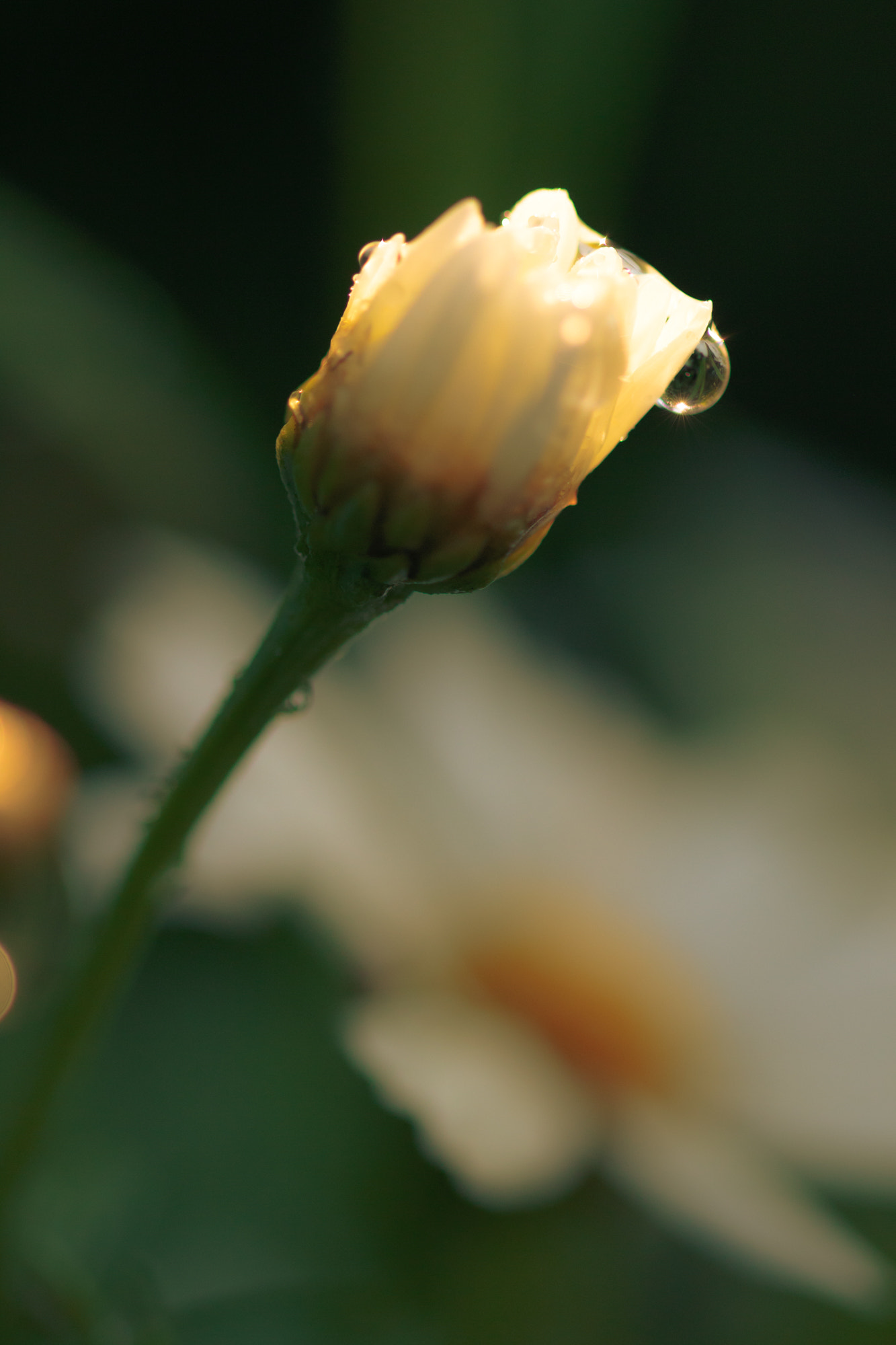 Sigma 105mm F2.8 EX DG OS HSM sample photo. Nature  photography