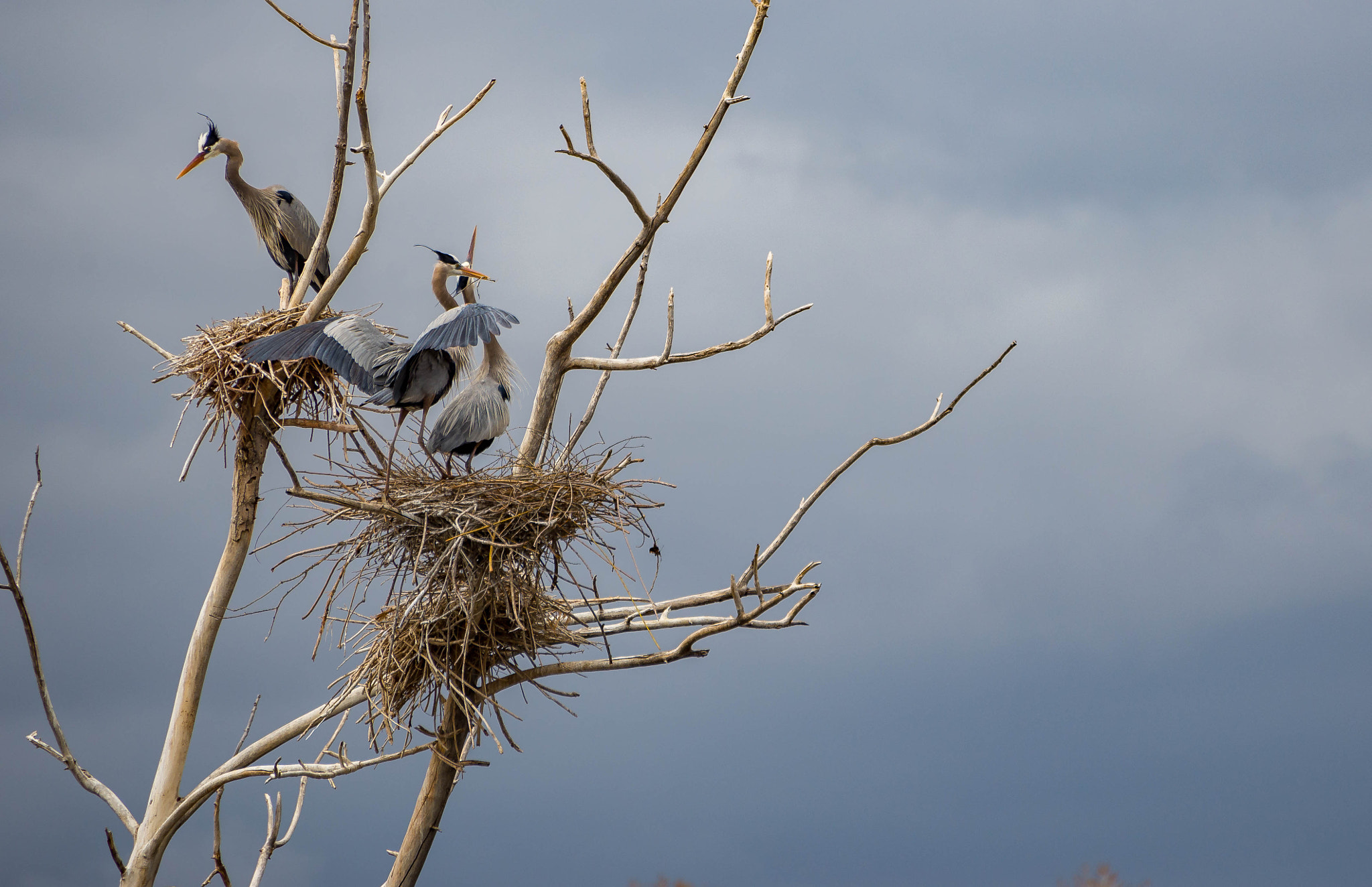 Nikon D600 sample photo. Great blue heron photography