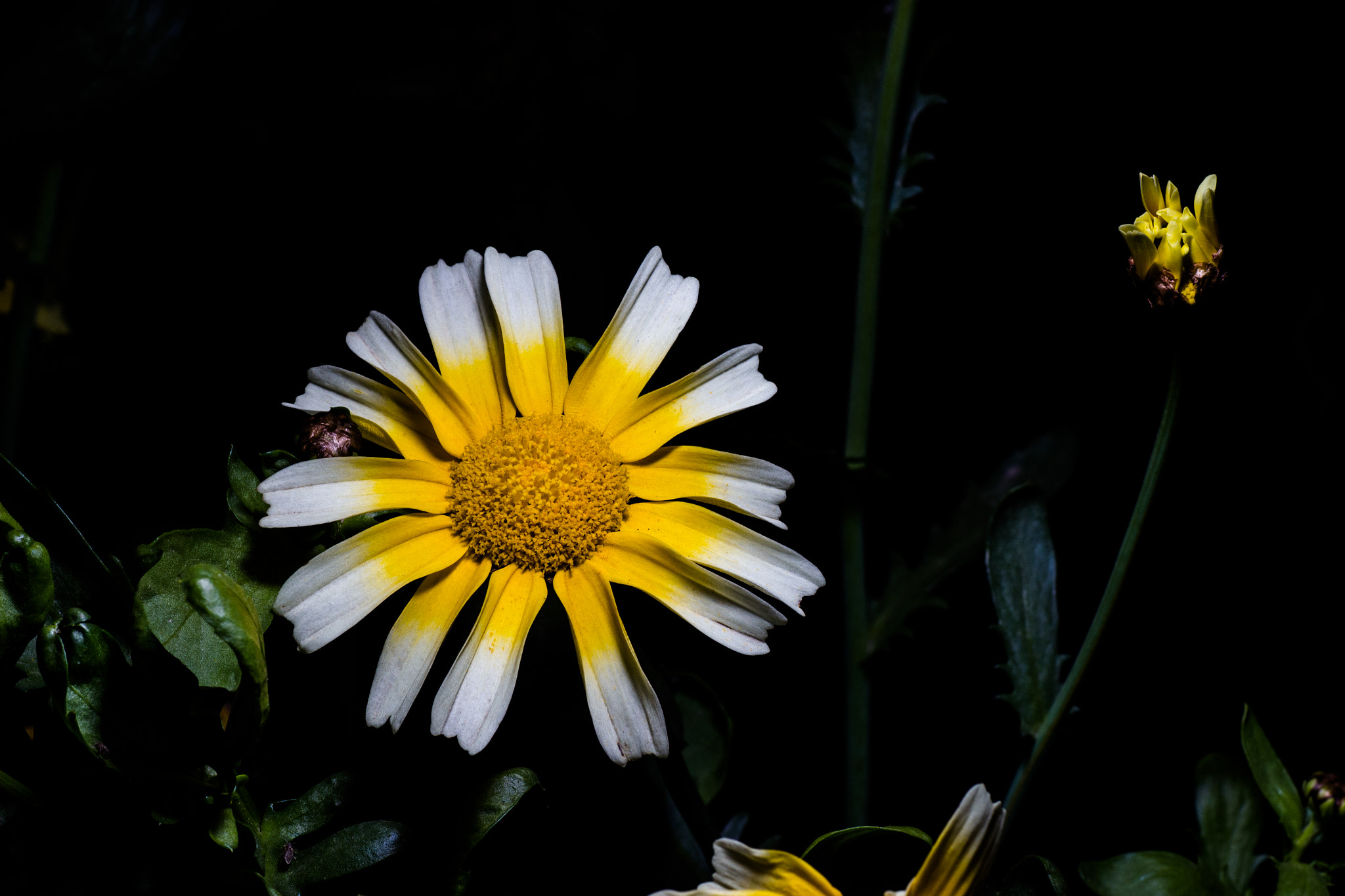 Canon EOS 700D (EOS Rebel T5i / EOS Kiss X7i) + Tamron SP AF 90mm F2.8 Di Macro sample photo. The sun in the night photography