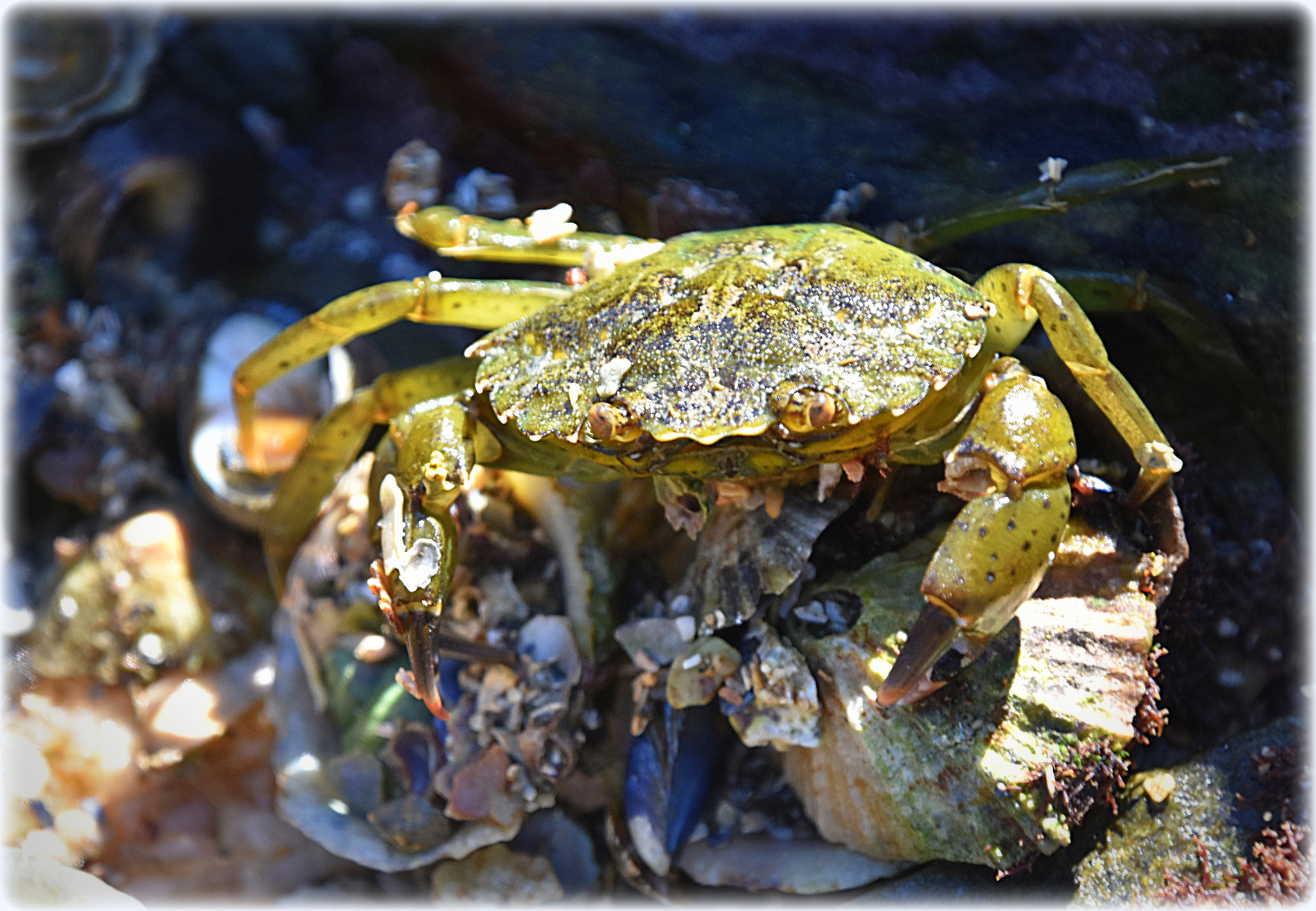 Nikon D7200 sample photo. "krabb" photography