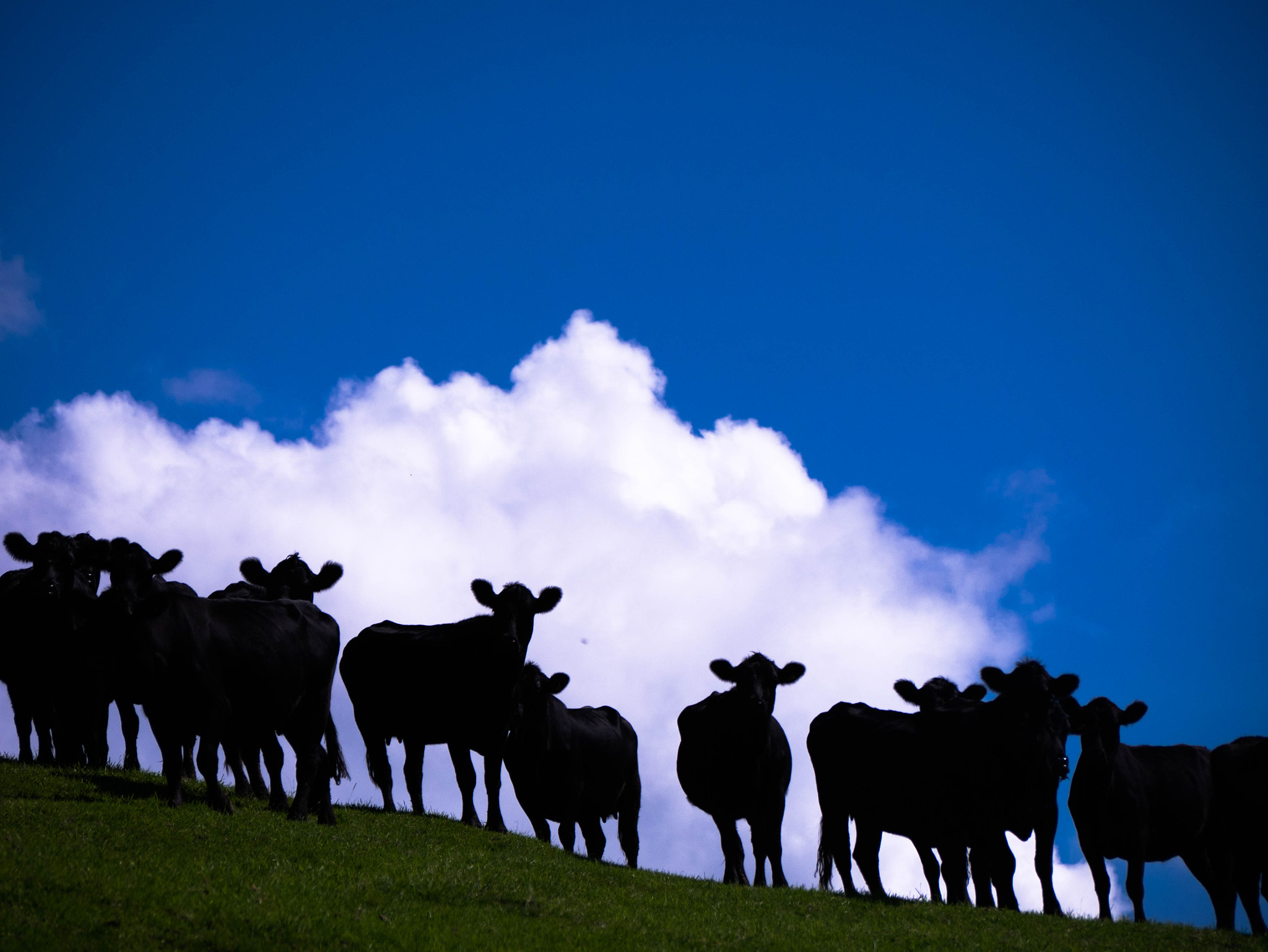 Panasonic Lumix DMC-GM1 + Panasonic Lumix G Vario 45-200mm F4-5.6 OIS sample photo. Black cow procession photography