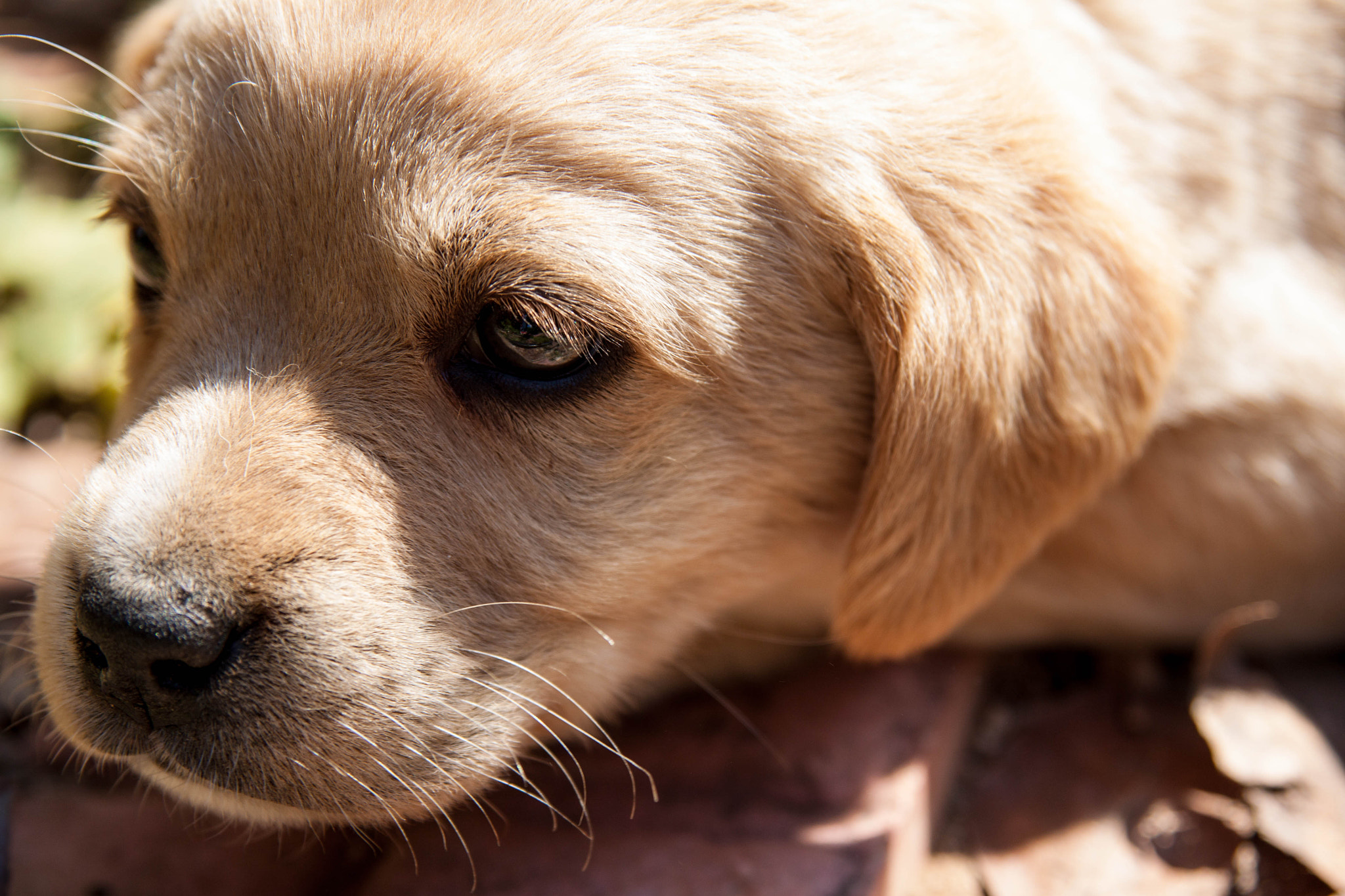 Sigma 17-70mm F2.8-4 DC Macro OS HSM sample photo. Puppy photography