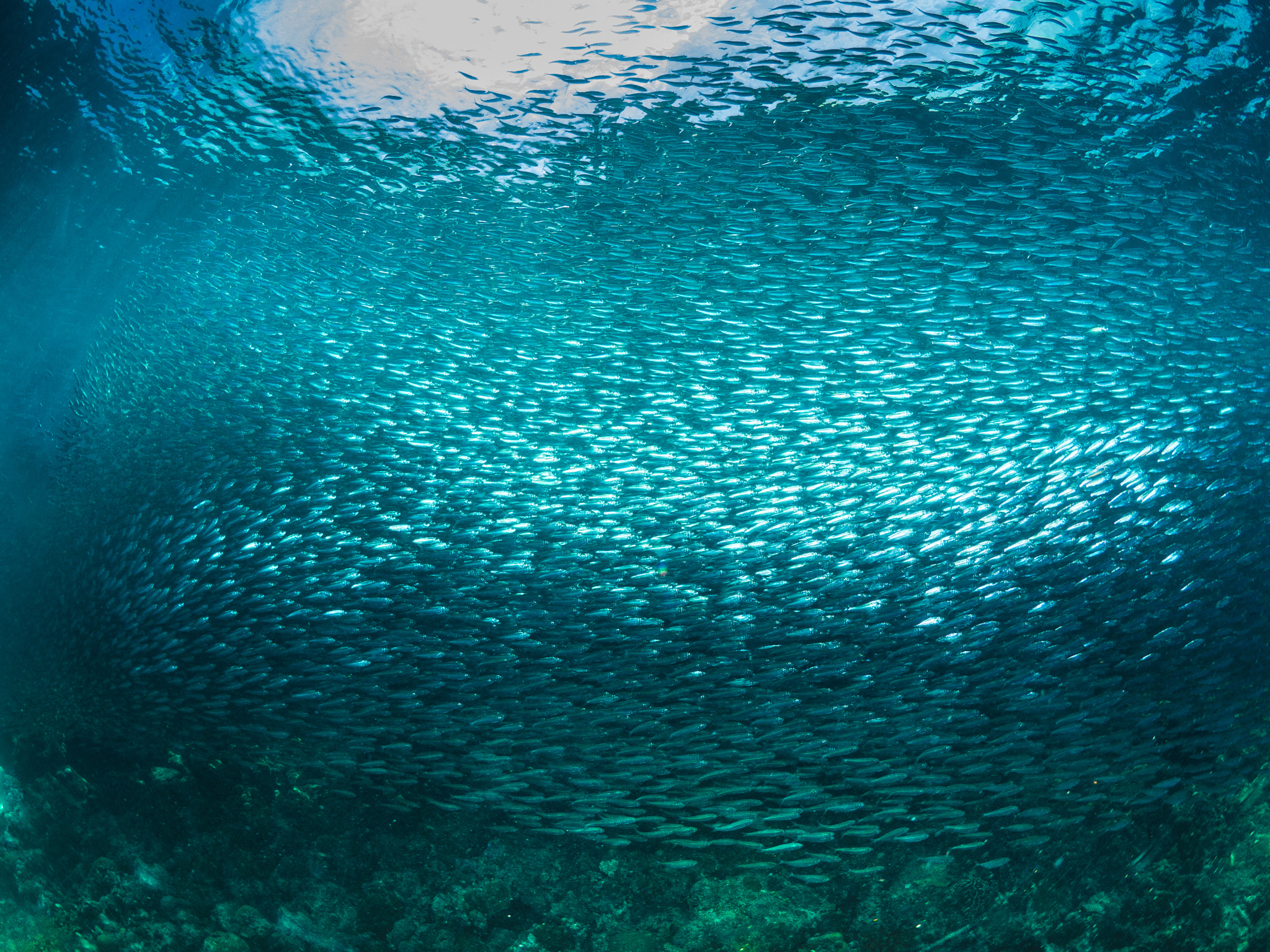 Olympus OM-D E-M10 + LUMIX G FISHEYE 8/F3.5 sample photo. Sardines wall photography