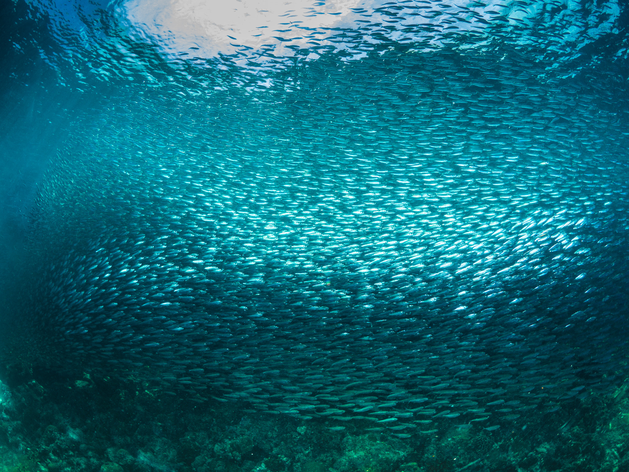 Olympus OM-D E-M10 sample photo. Sardines wall photography